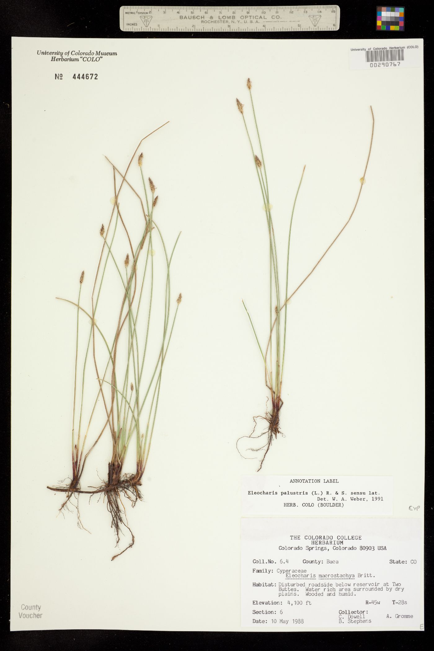 Eleocharis palustris image