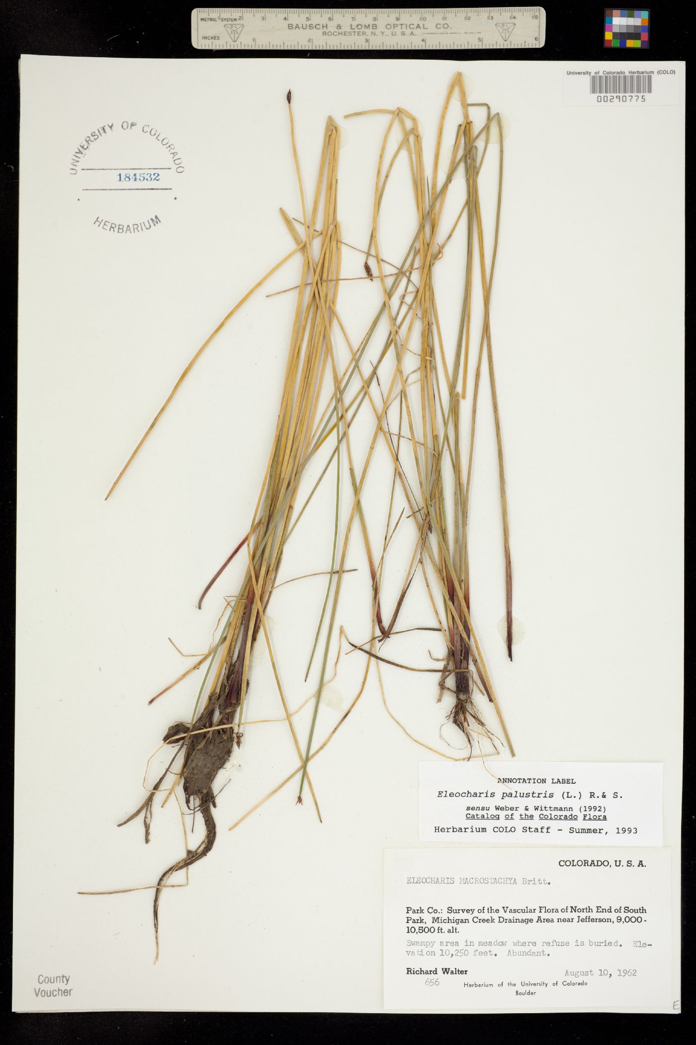 Eleocharis palustris image