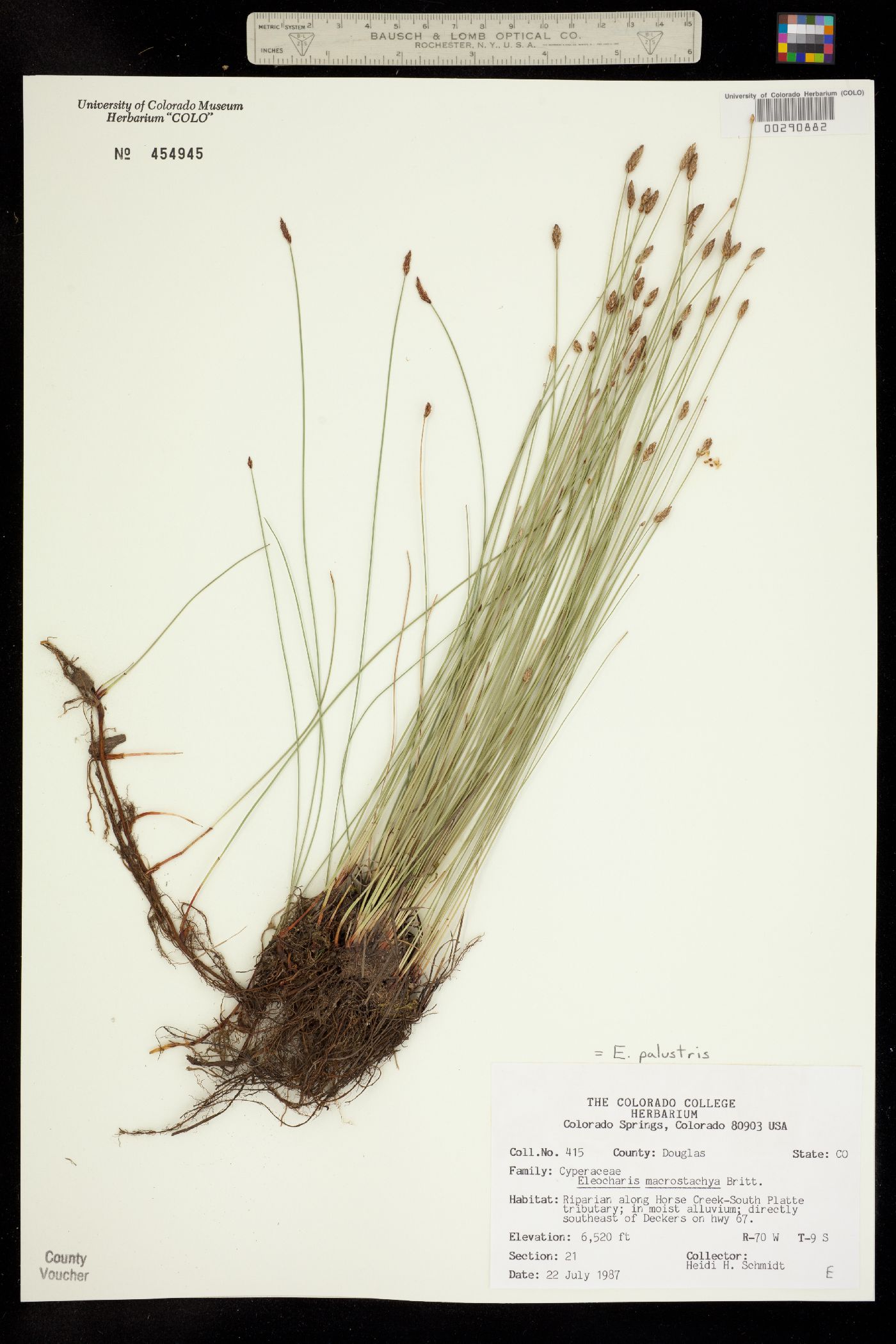Eleocharis palustris image