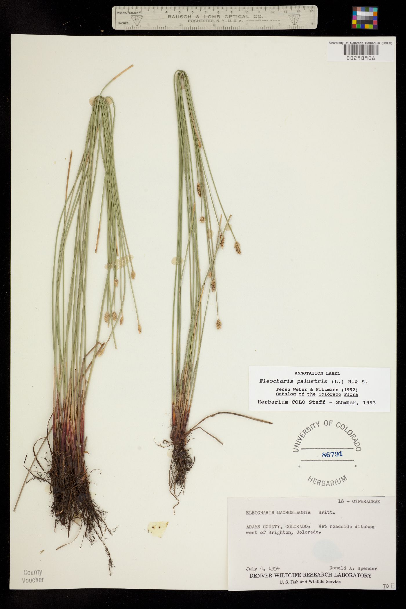Eleocharis palustris image