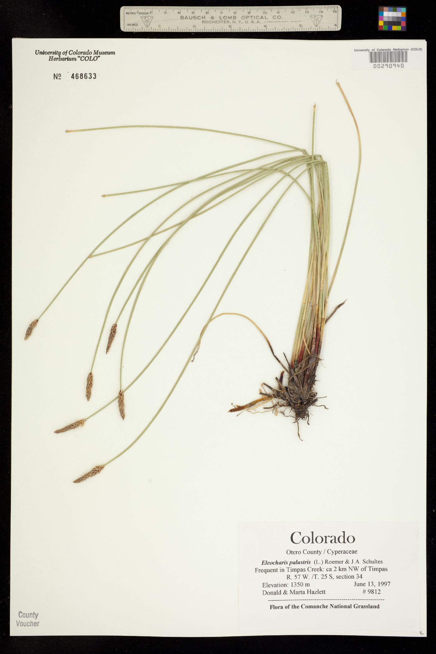 Eleocharis palustris image