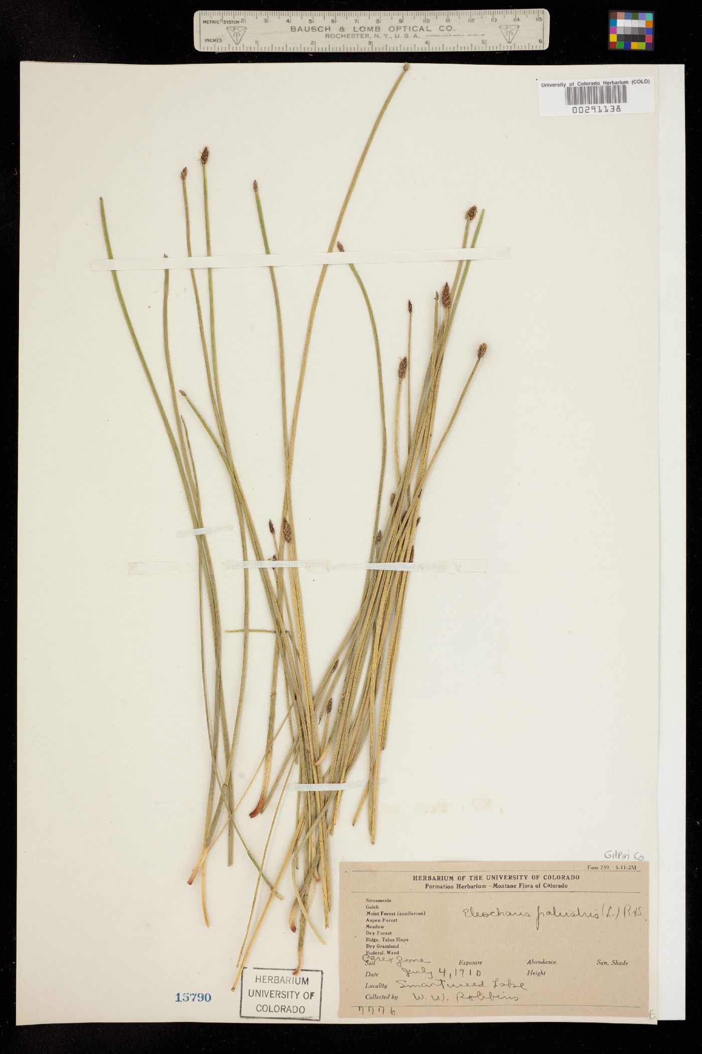 Eleocharis palustris image