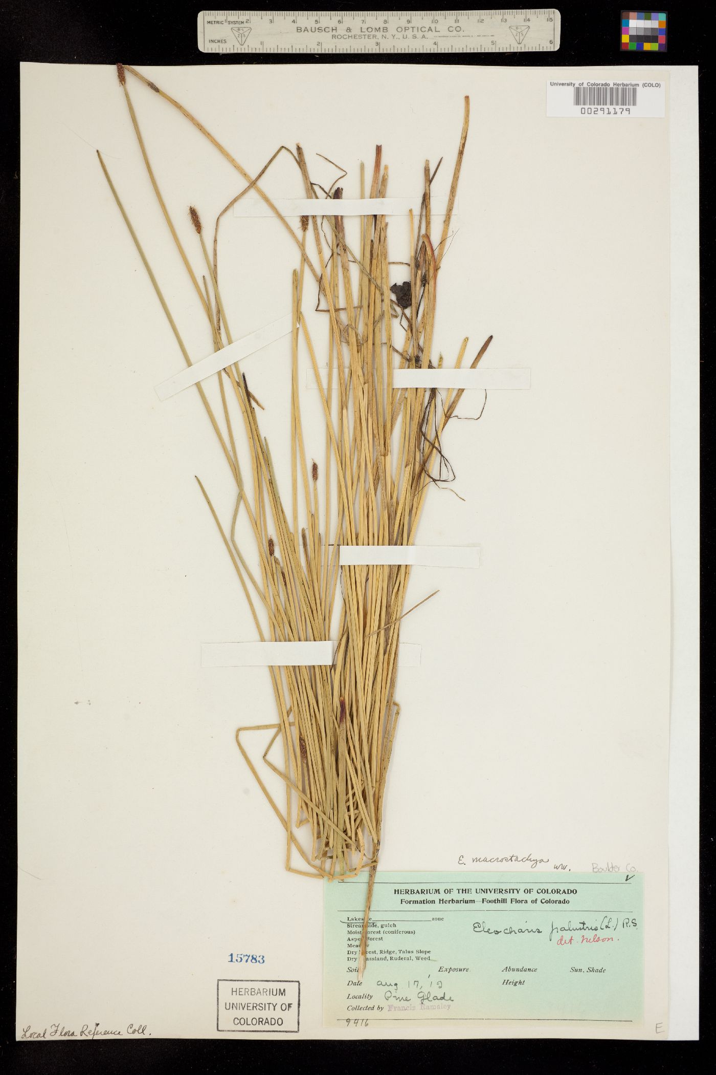 Eleocharis palustris image