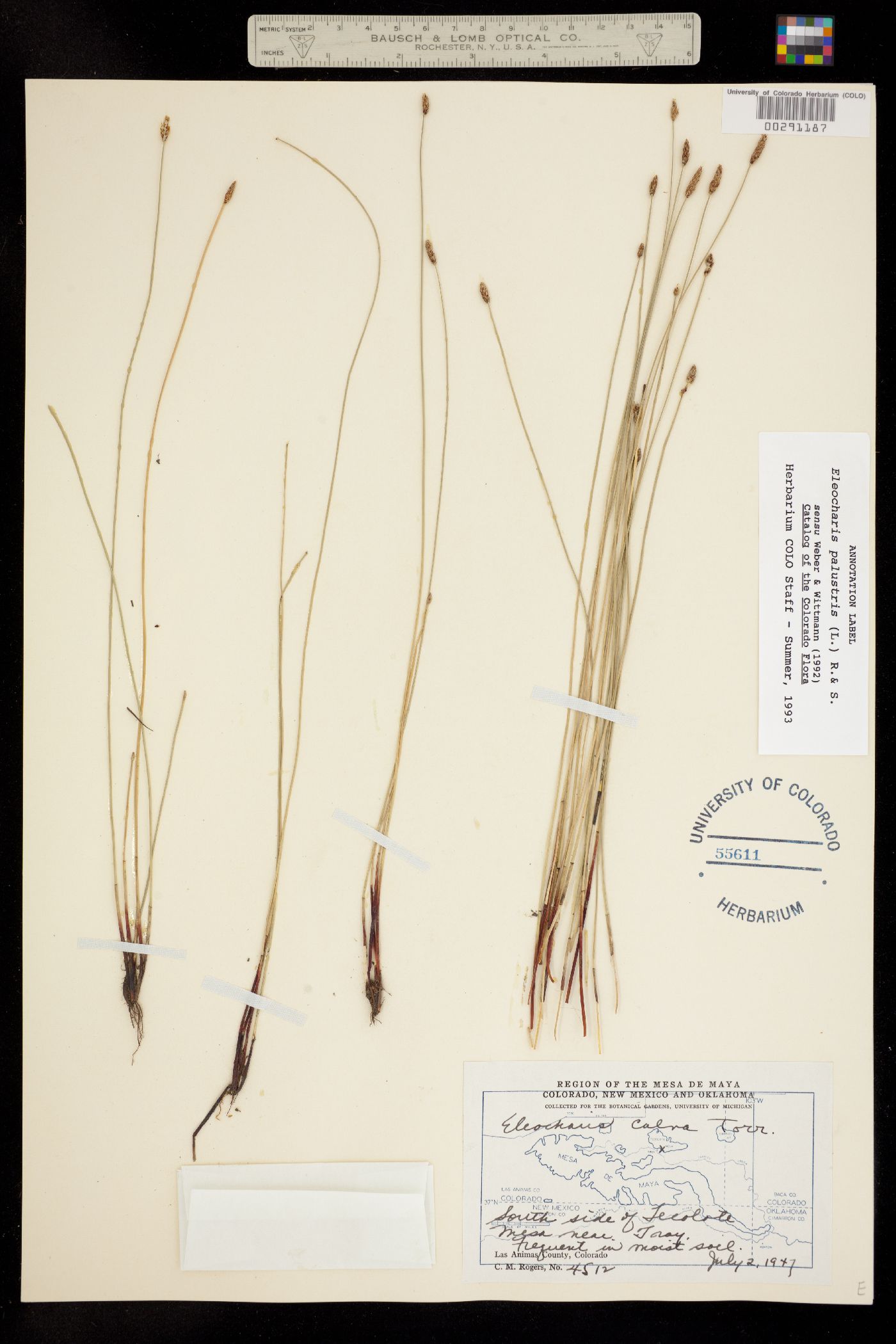 Eleocharis palustris image