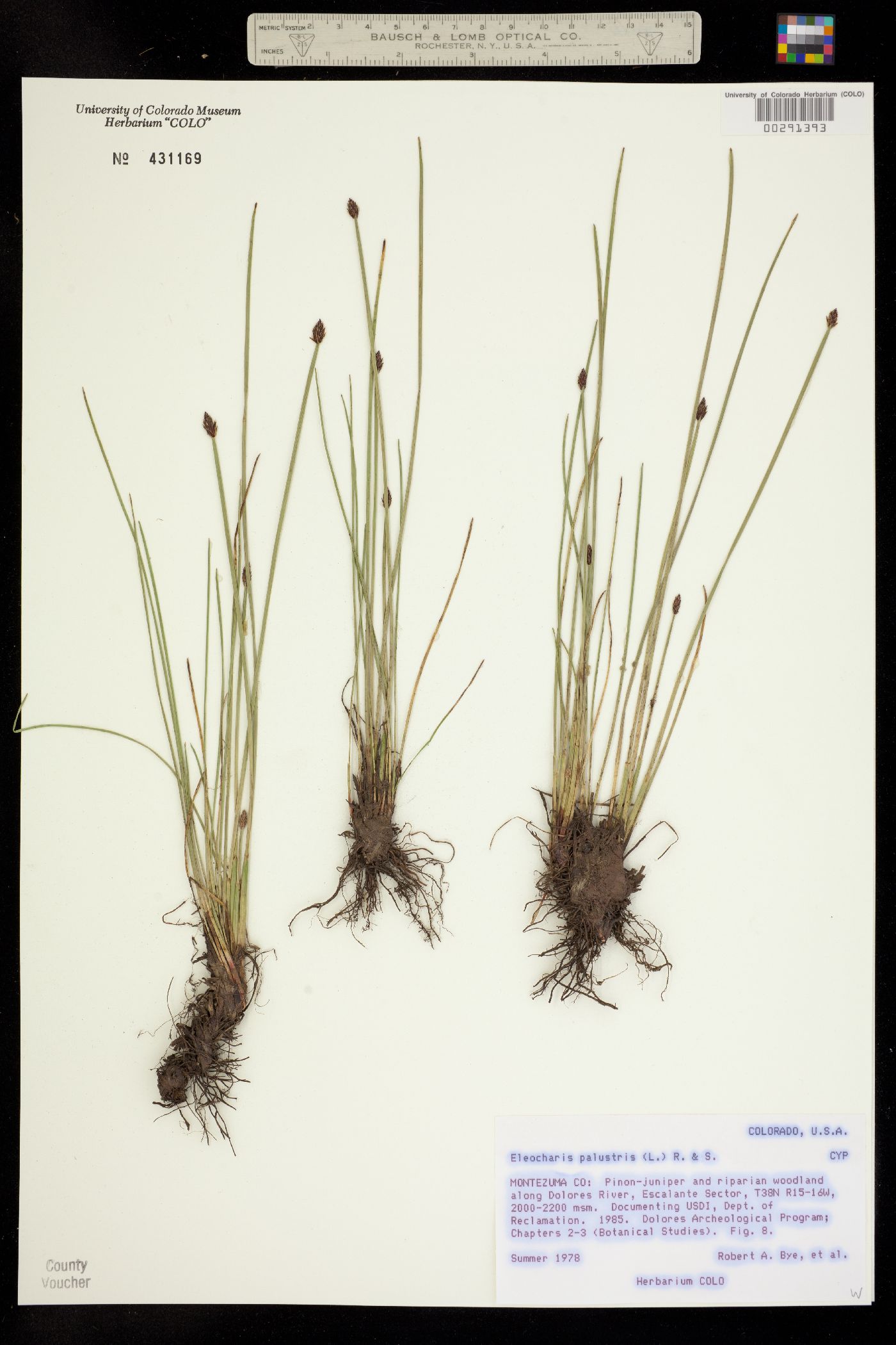 Eleocharis palustris image