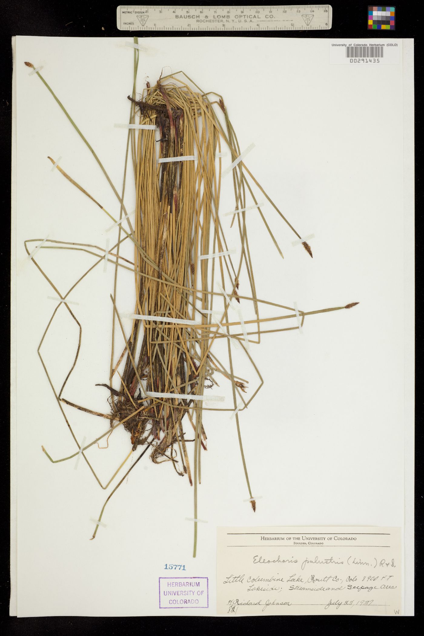 Eleocharis palustris image