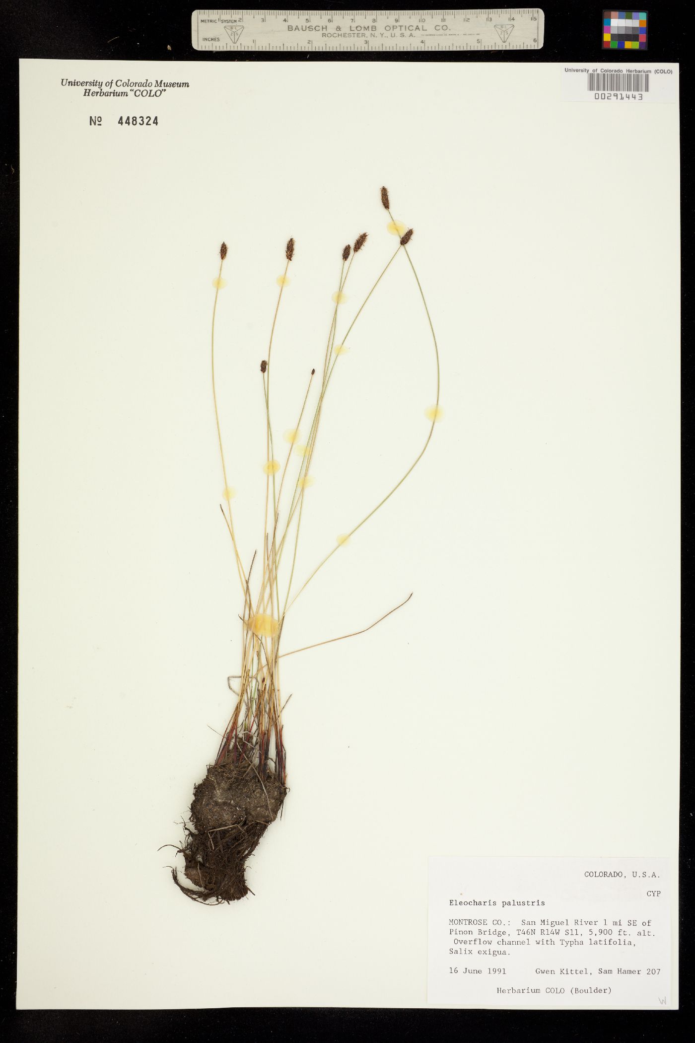 Eleocharis image