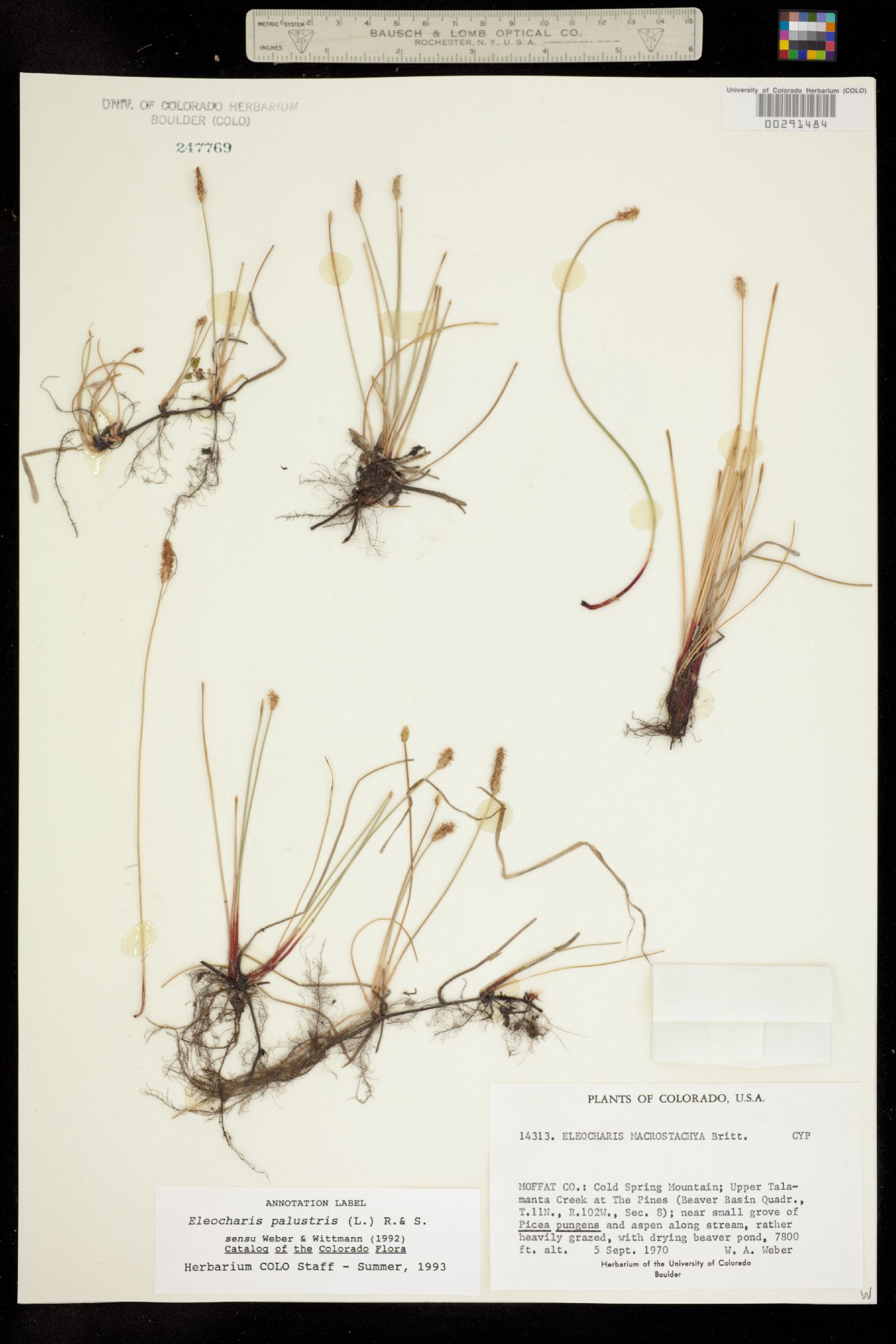 Eleocharis palustris image