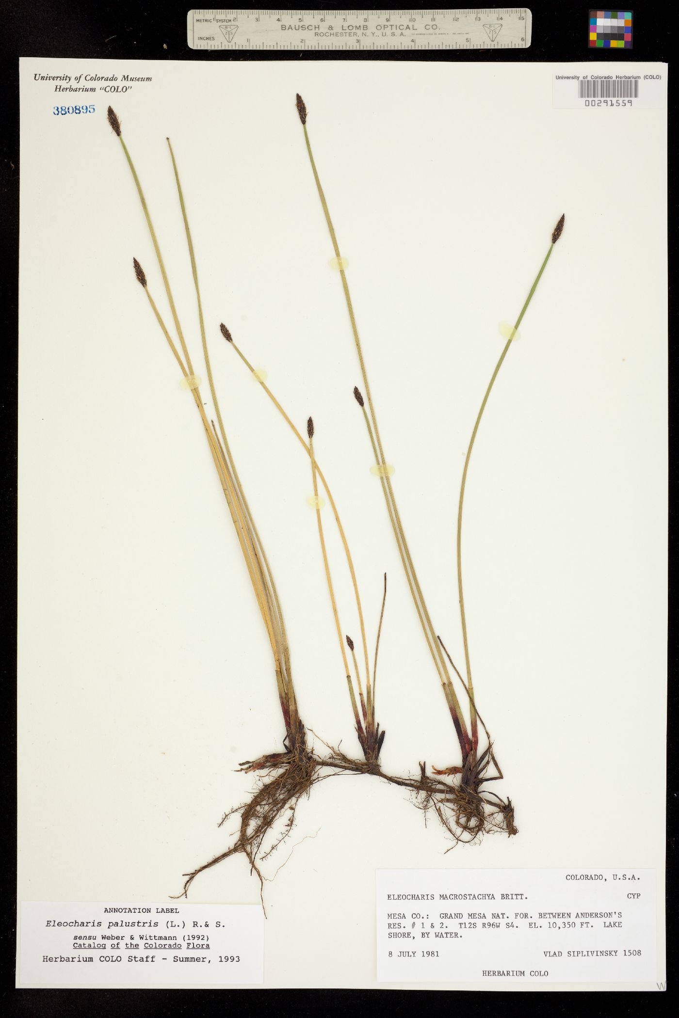 Eleocharis palustris image