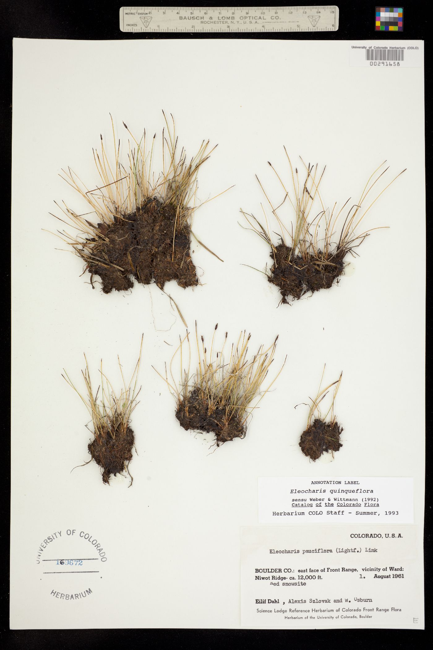 Eleocharis quinqueflora image