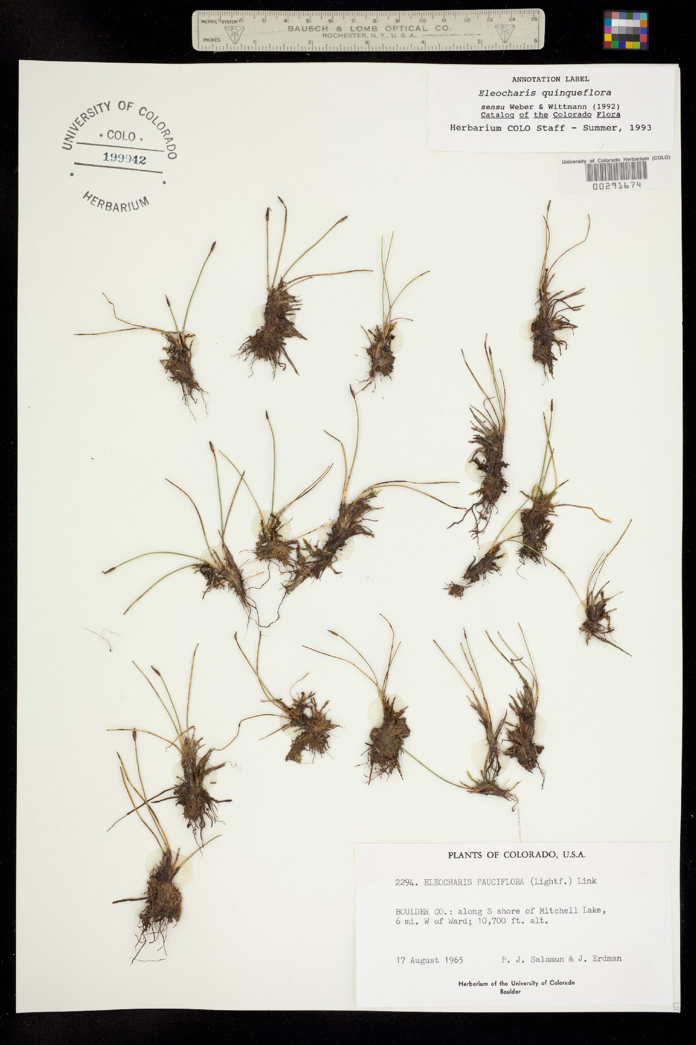 Eleocharis quinqueflora image