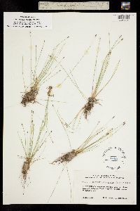 Eleocharis quinqueflora image