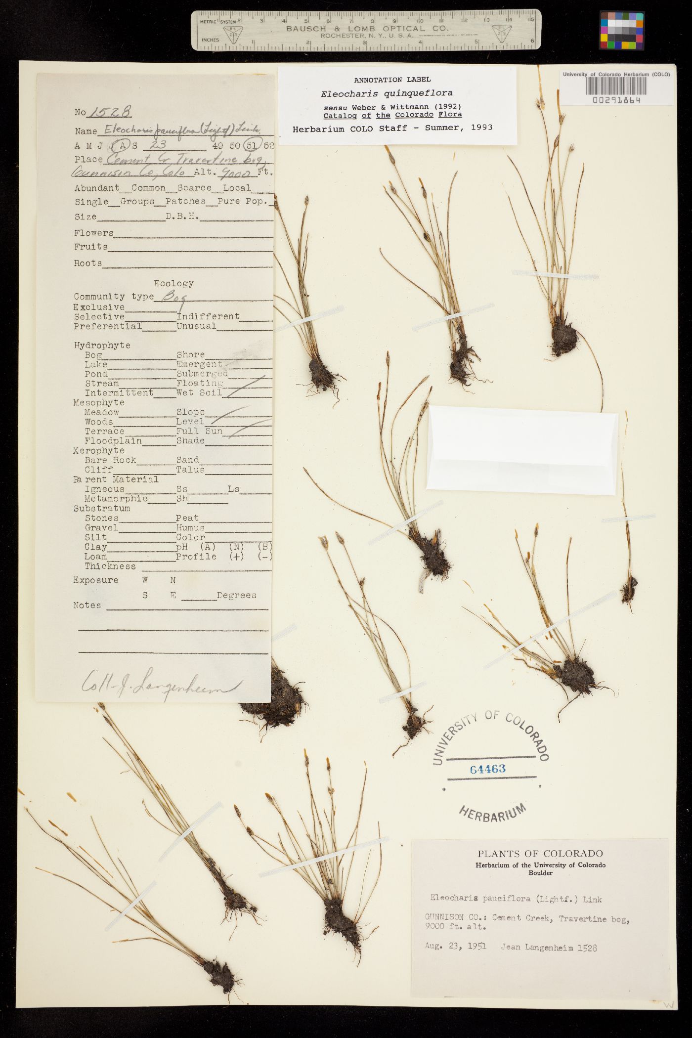 Eleocharis image