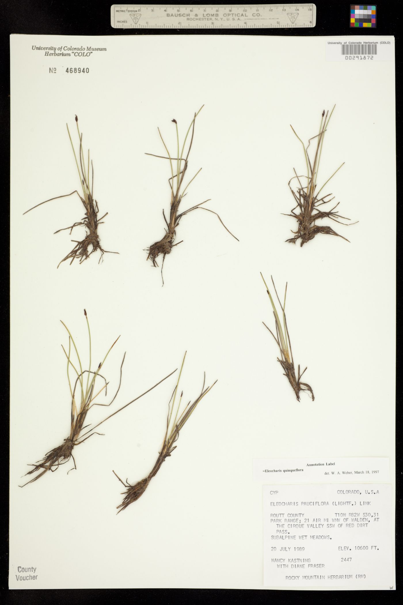 Eleocharis quinqueflora image