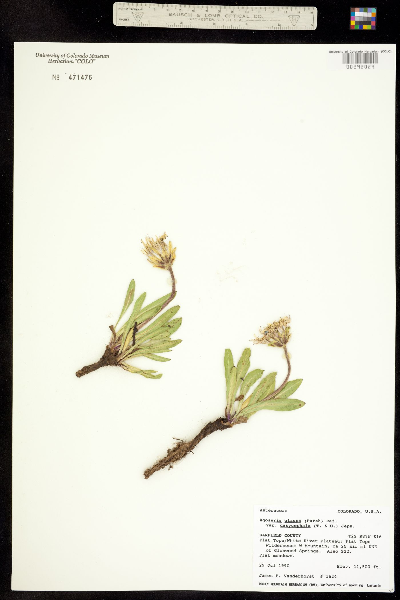 Agoseris glauca var. dasycephala image