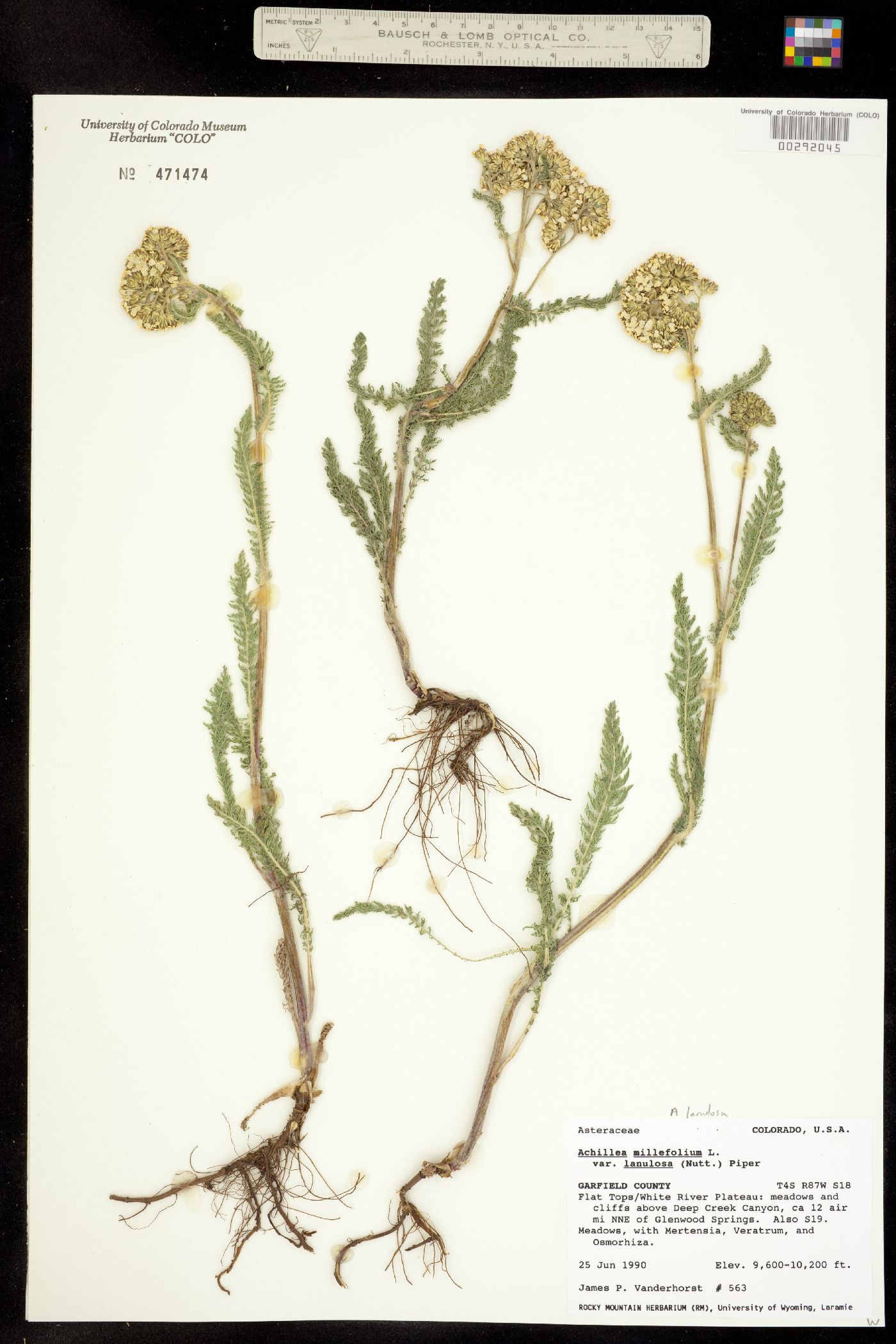 Achillea millefolium image