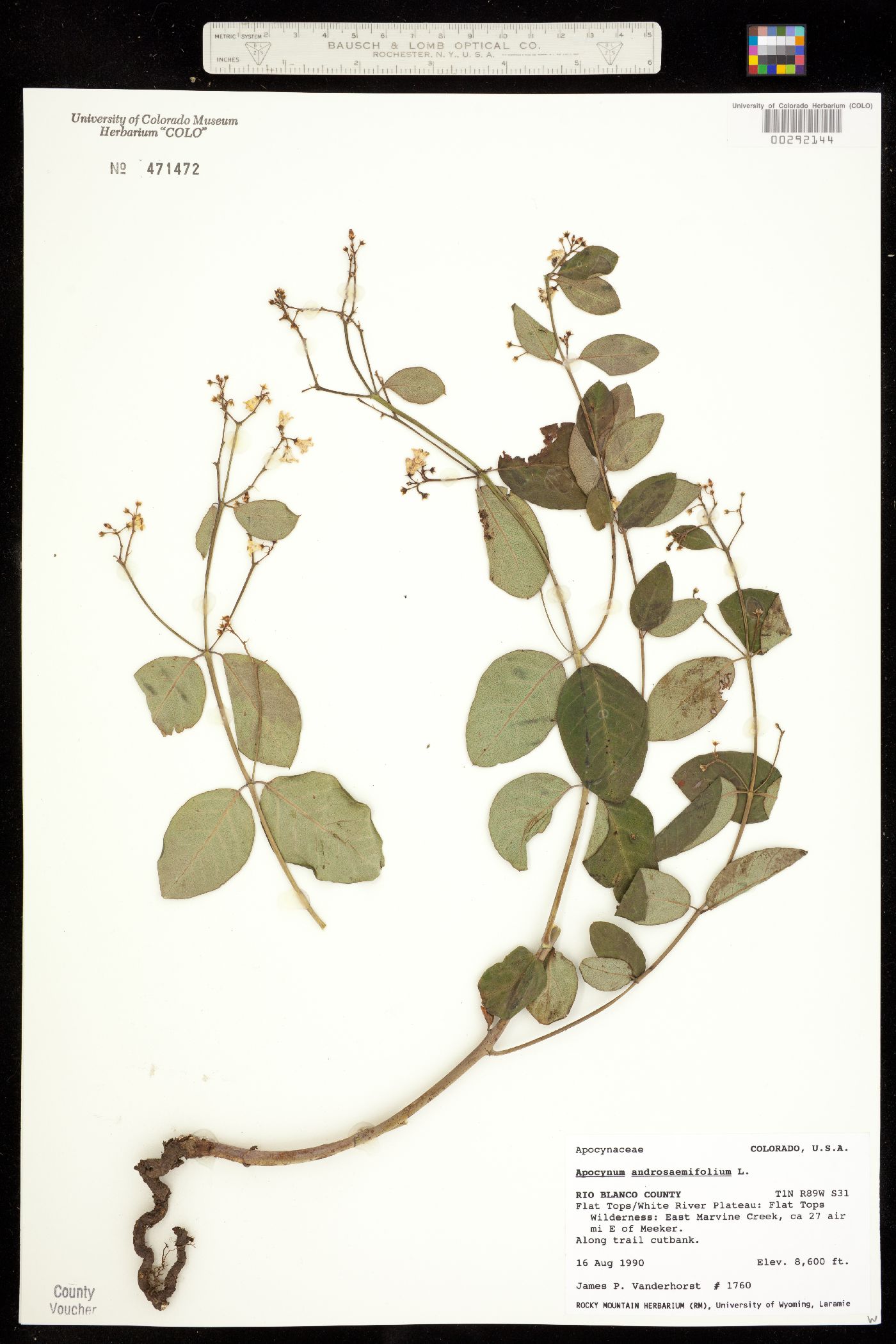 Apocynum androsaemifolium image