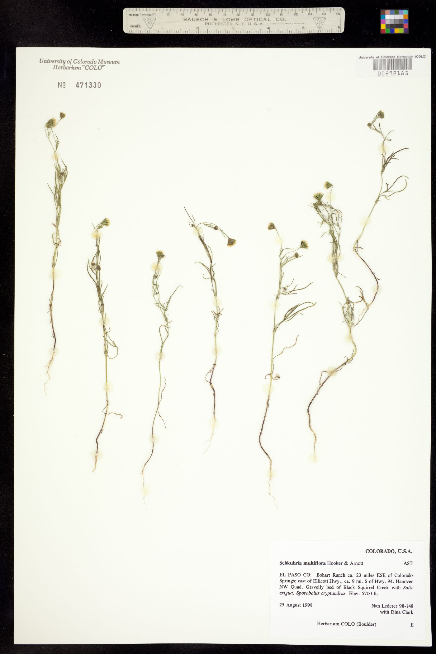 Schkuhria multiflora image