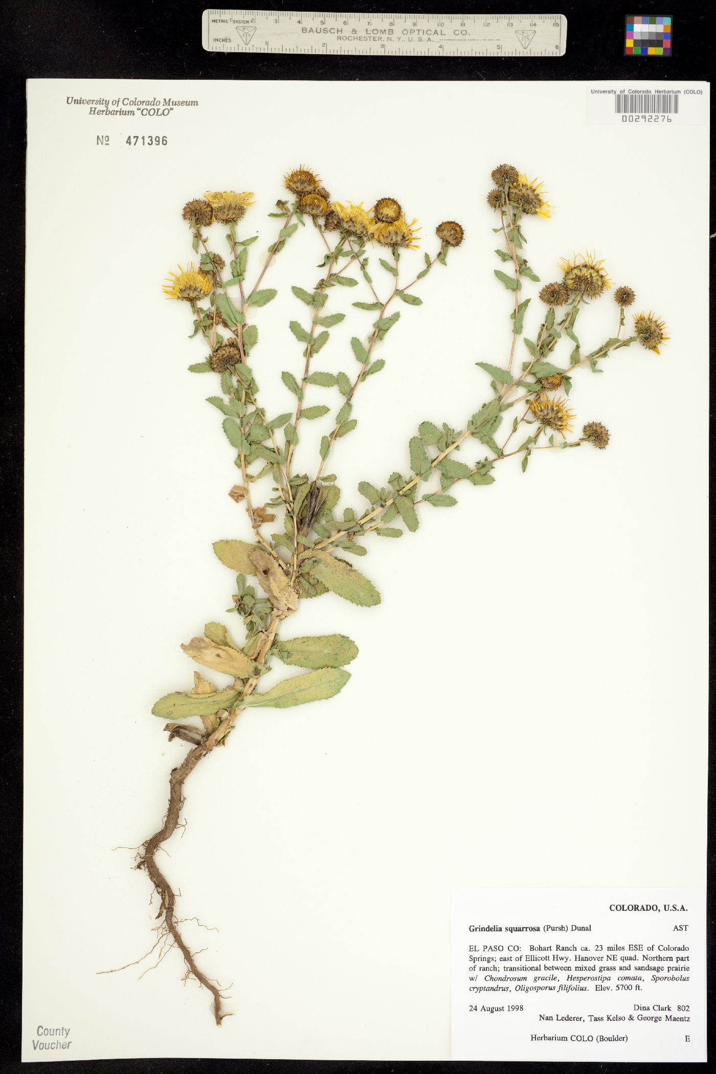Grindelia squarrosa image