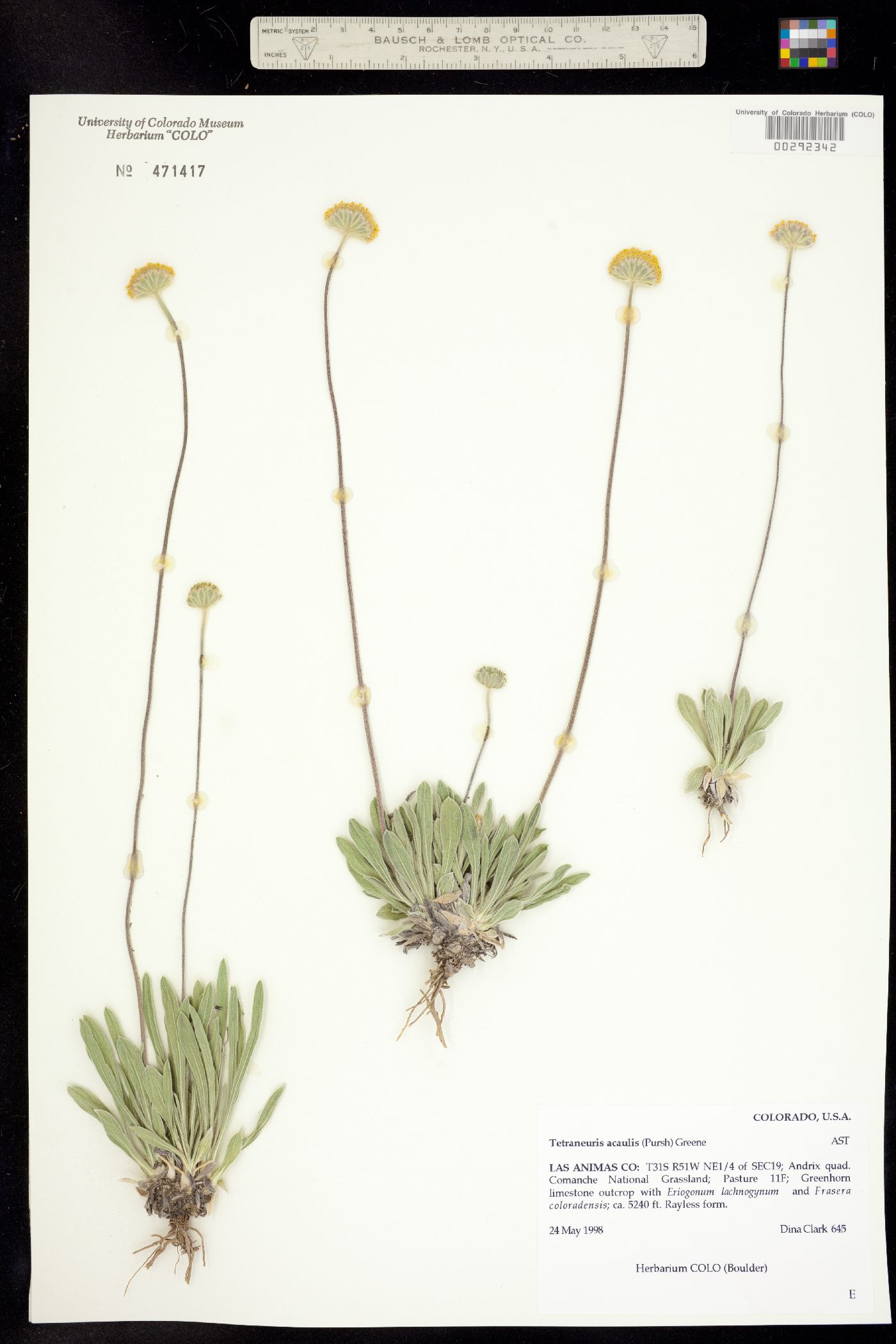 Tetraneuris acaulis image