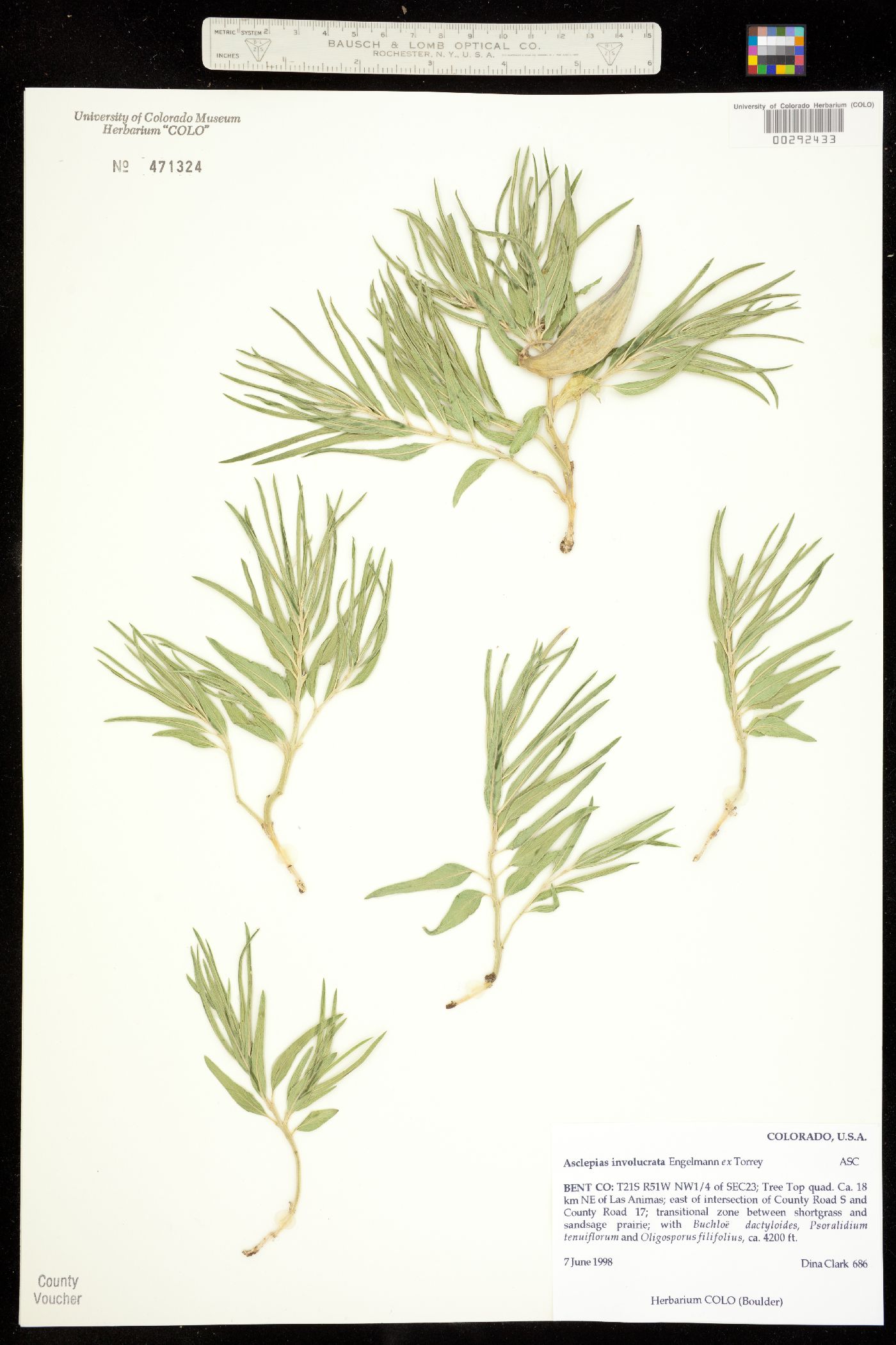 Asclepias involucrata image