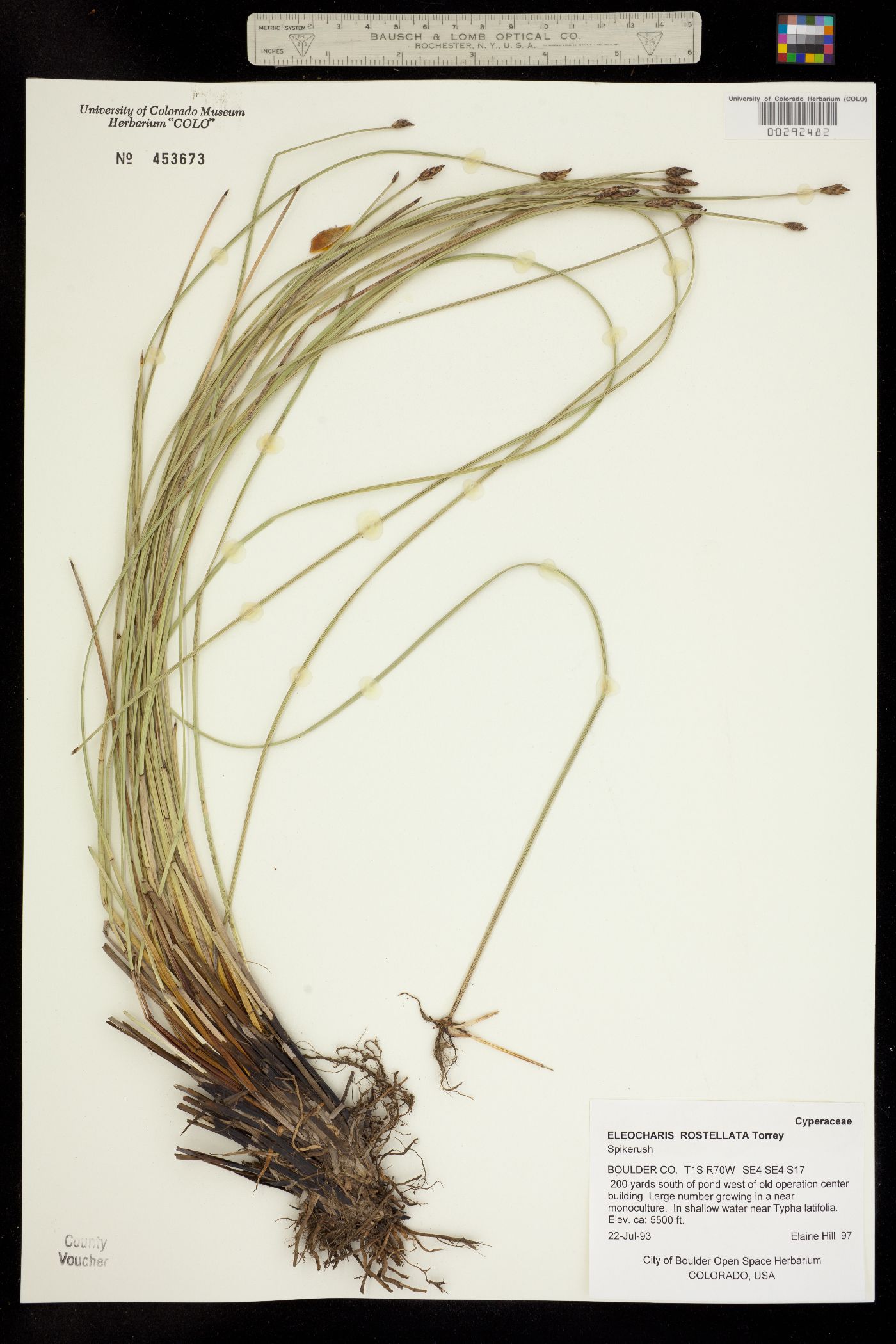 Eleocharis rostellata image