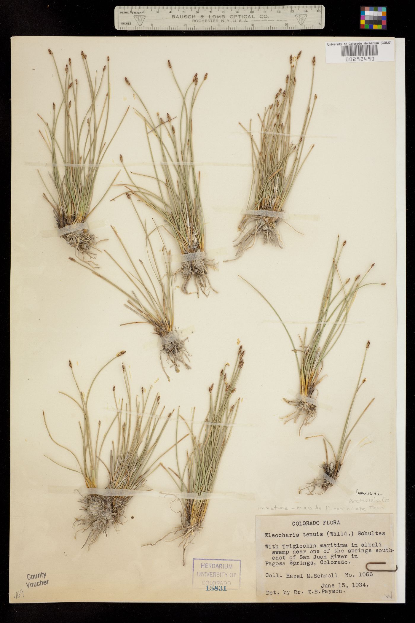Eleocharis rostellata image
