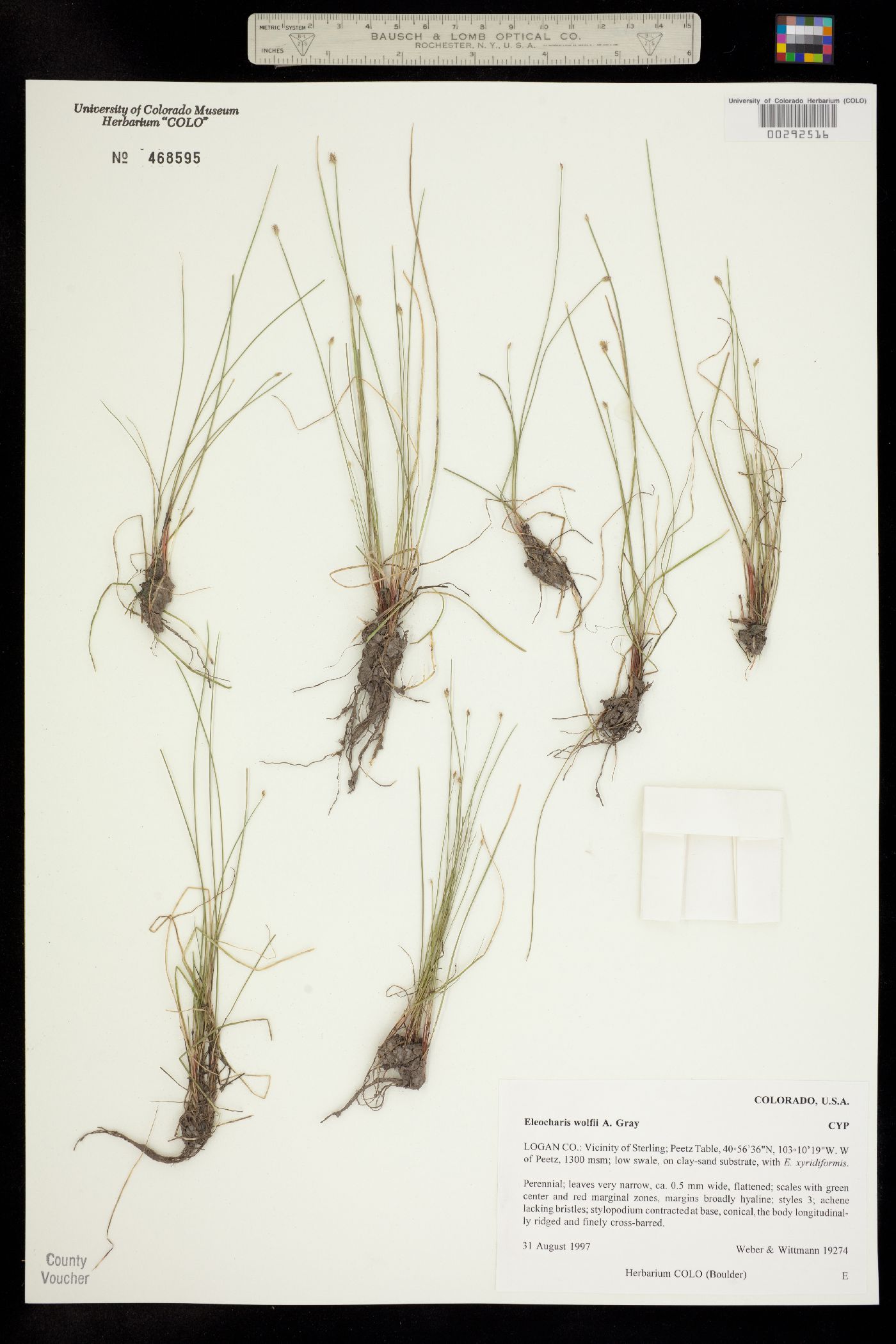 Eleocharis wolfii image