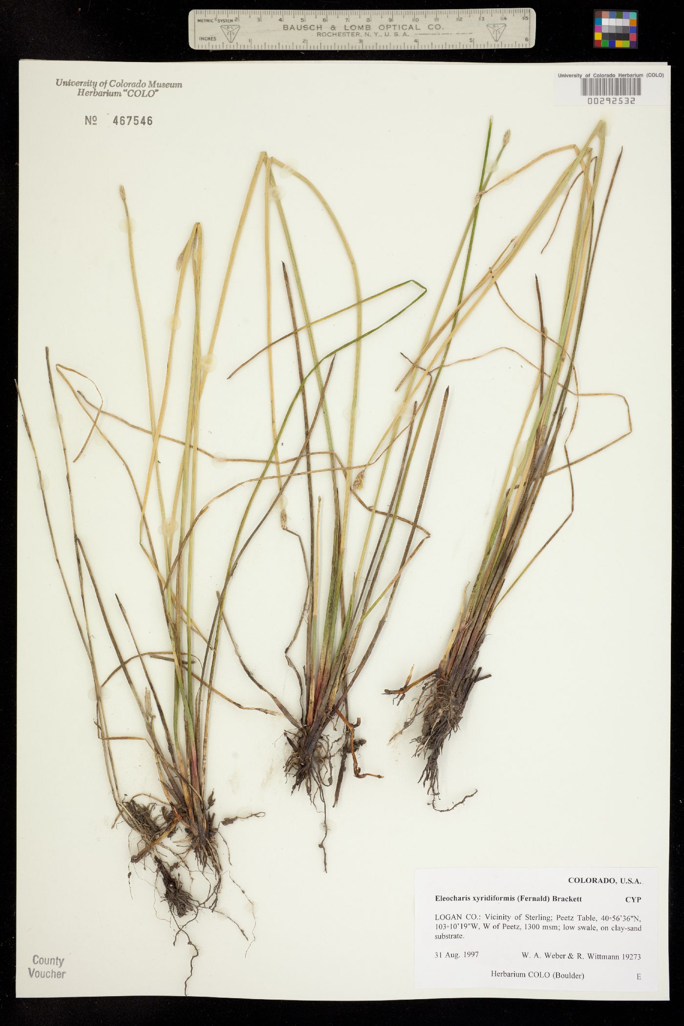 Eleocharis macrostachya image