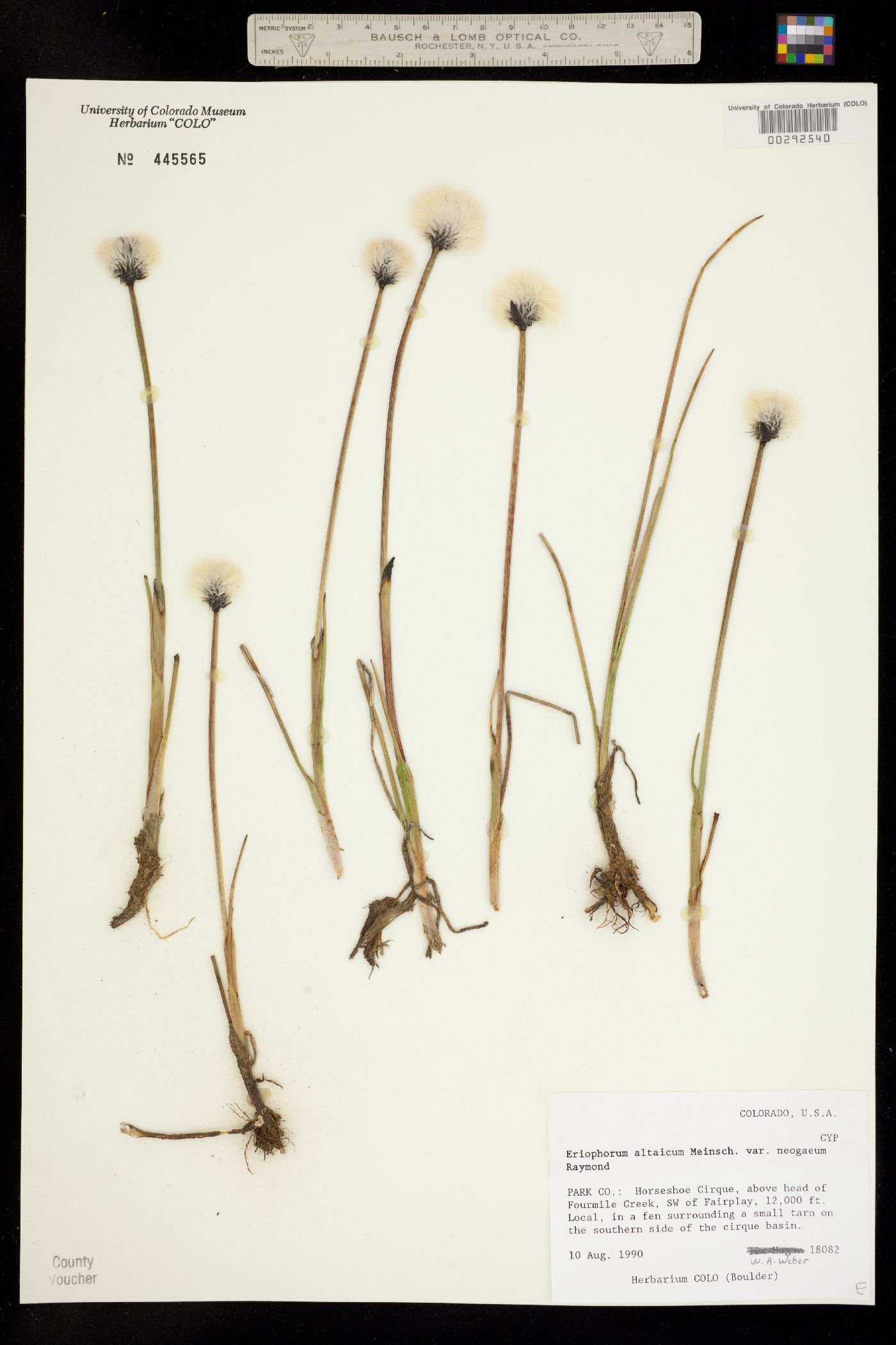 Eriophorum chamissonis image