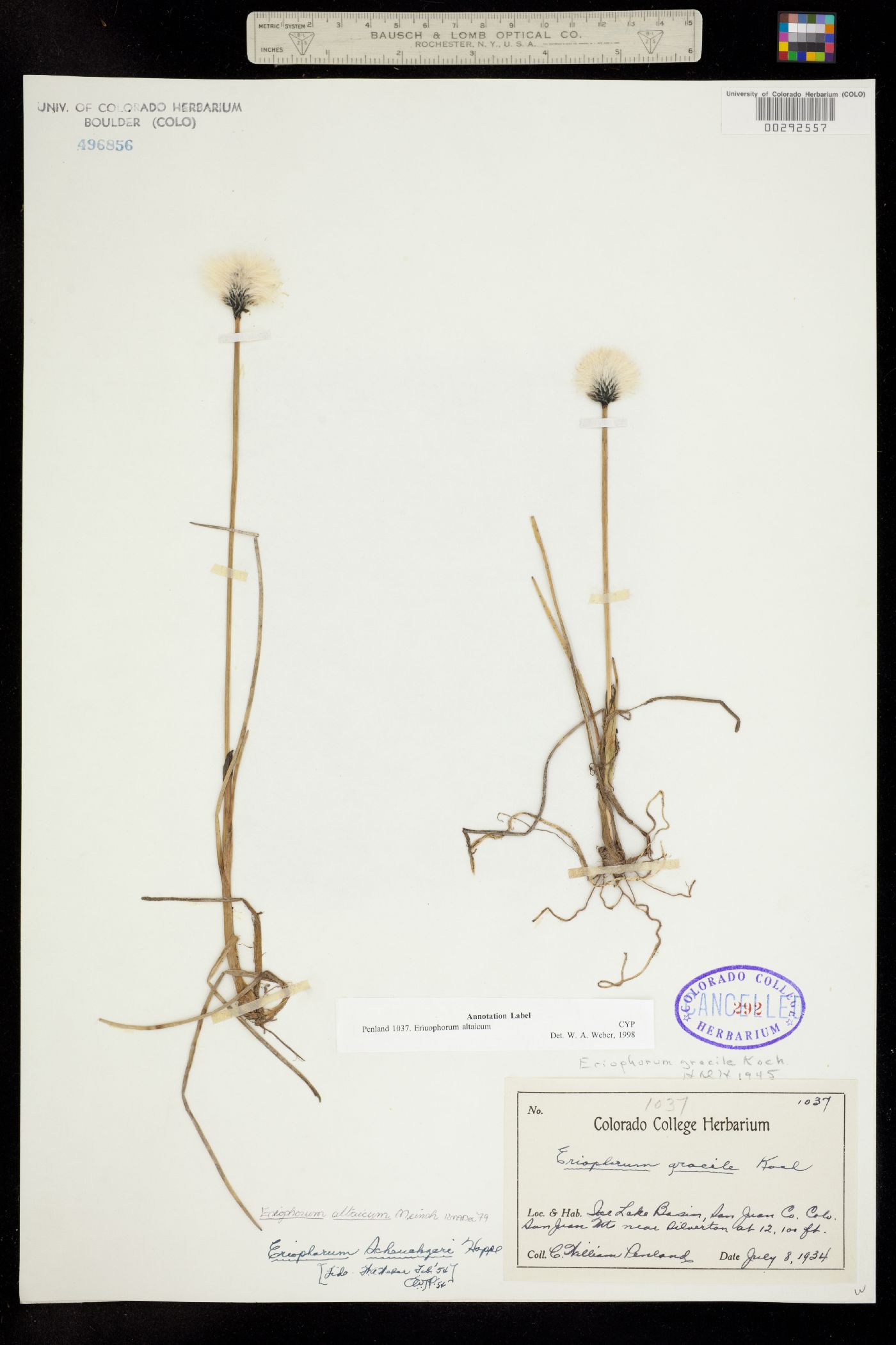 Eriophorum chamissonis image