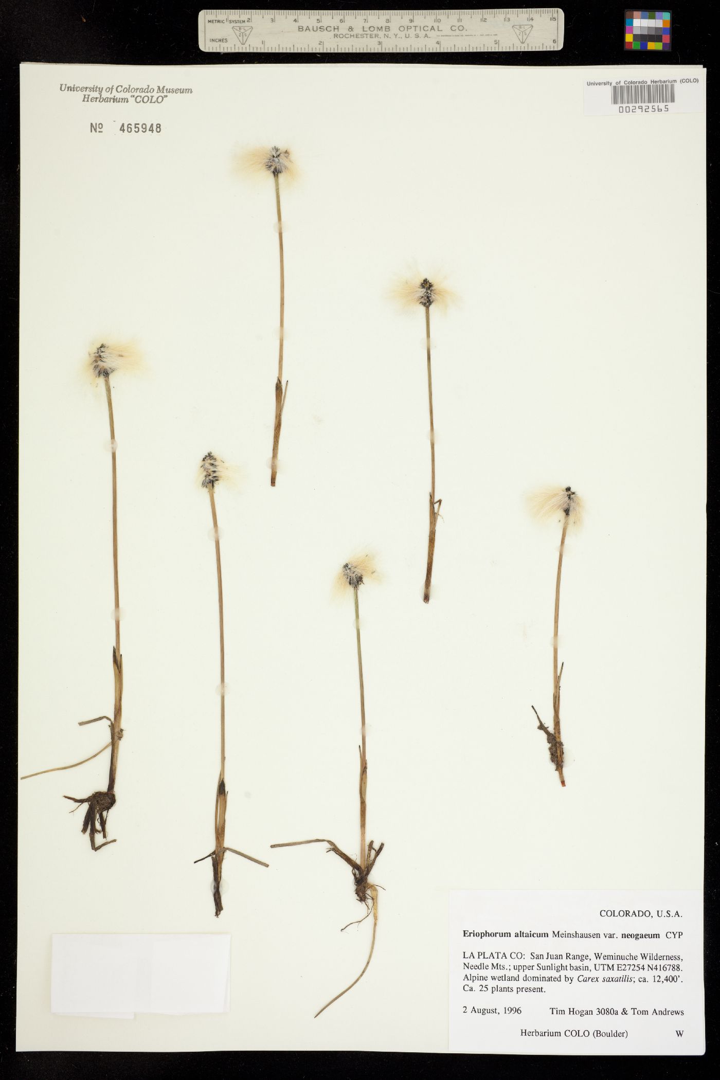 Eriophorum chamissonis image