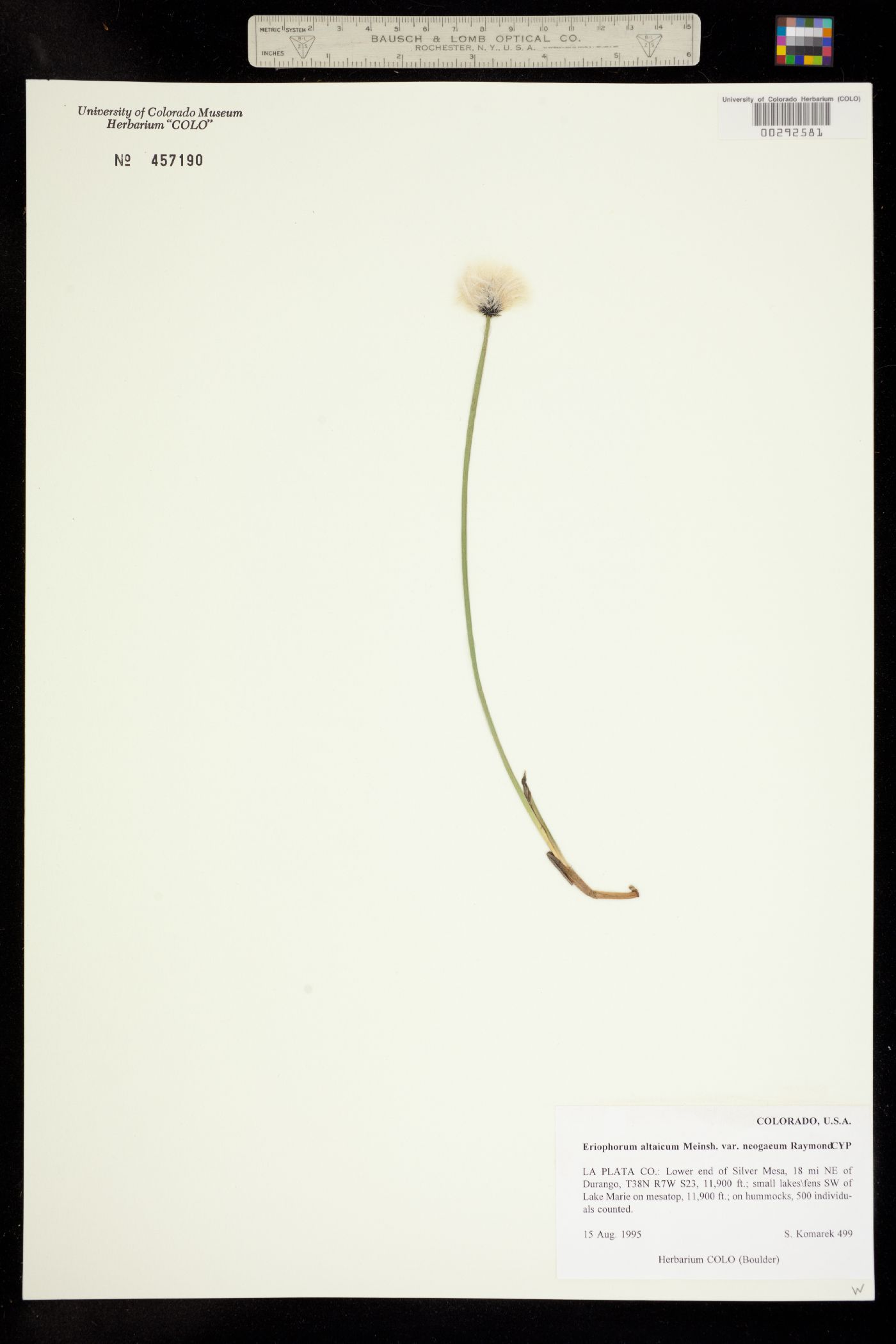 Eriophorum chamissonis image