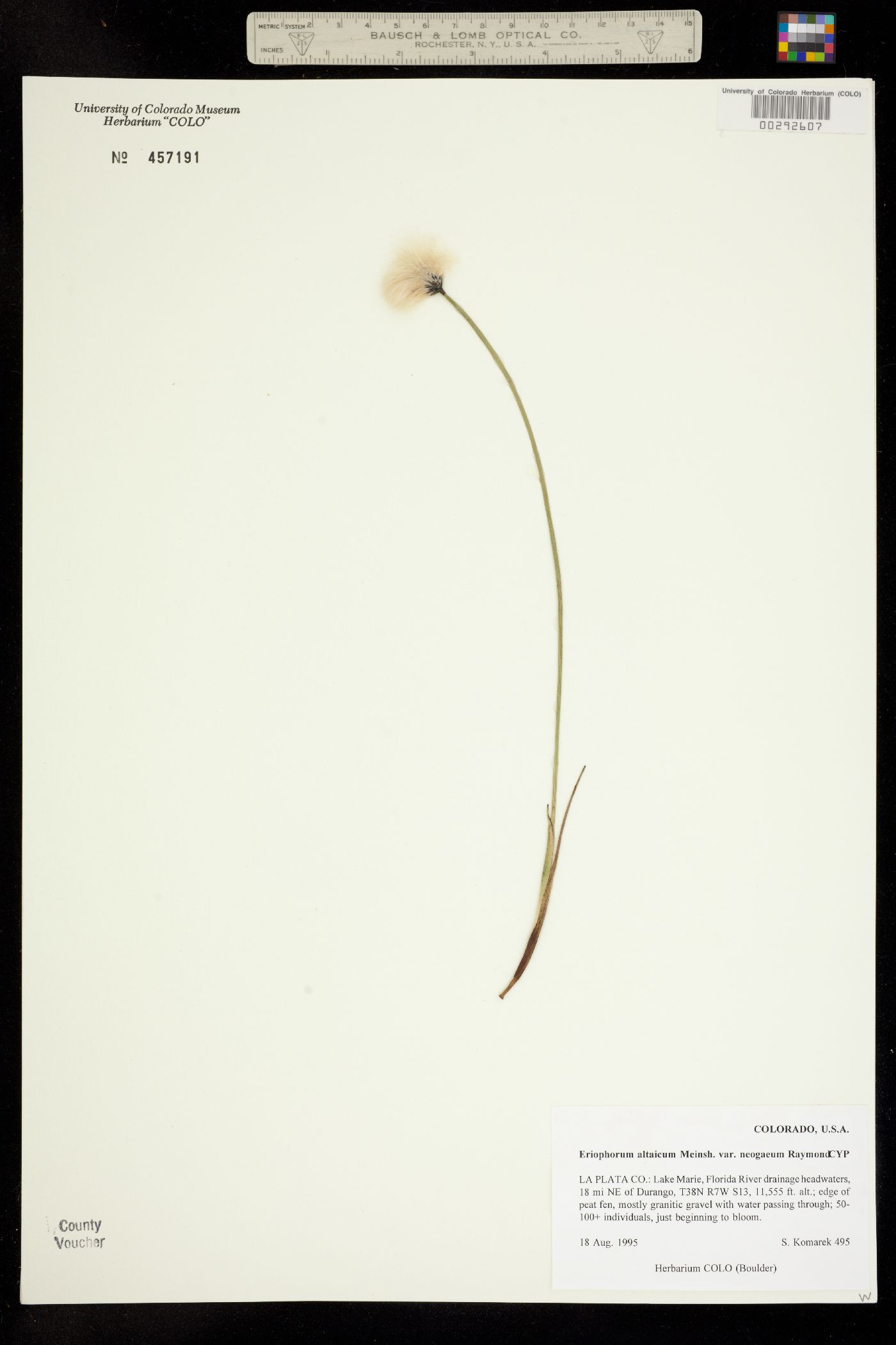 Eriophorum chamissonis image