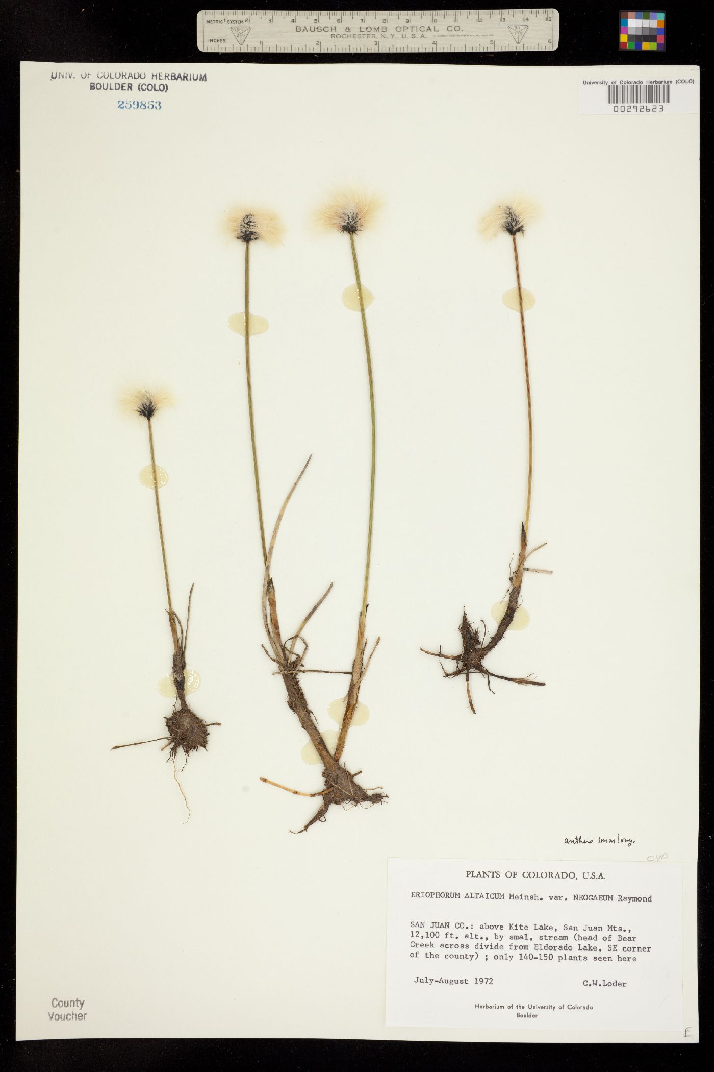 Eriophorum chamissonis image