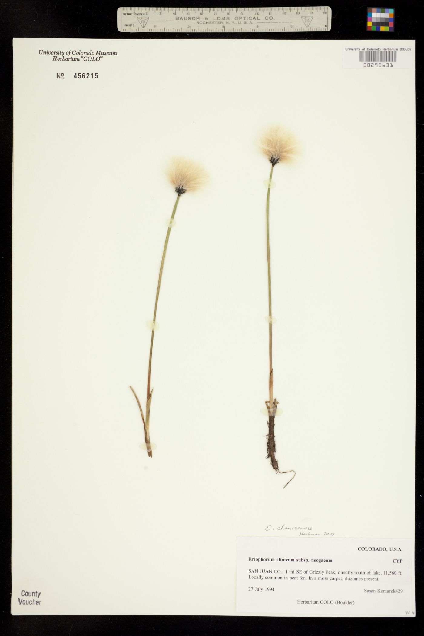 Eriophorum chamissonis image