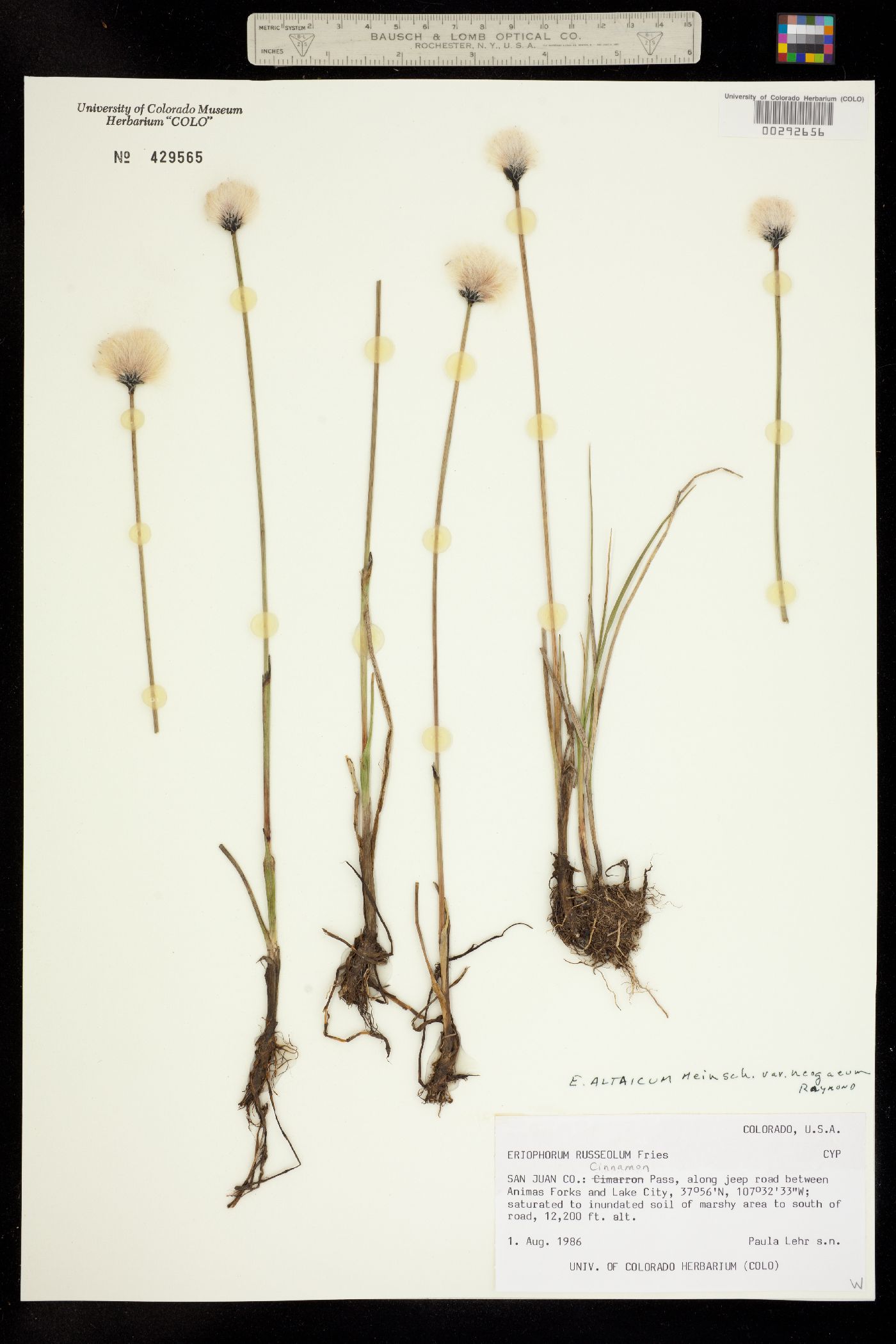 Eriophorum chamissonis image