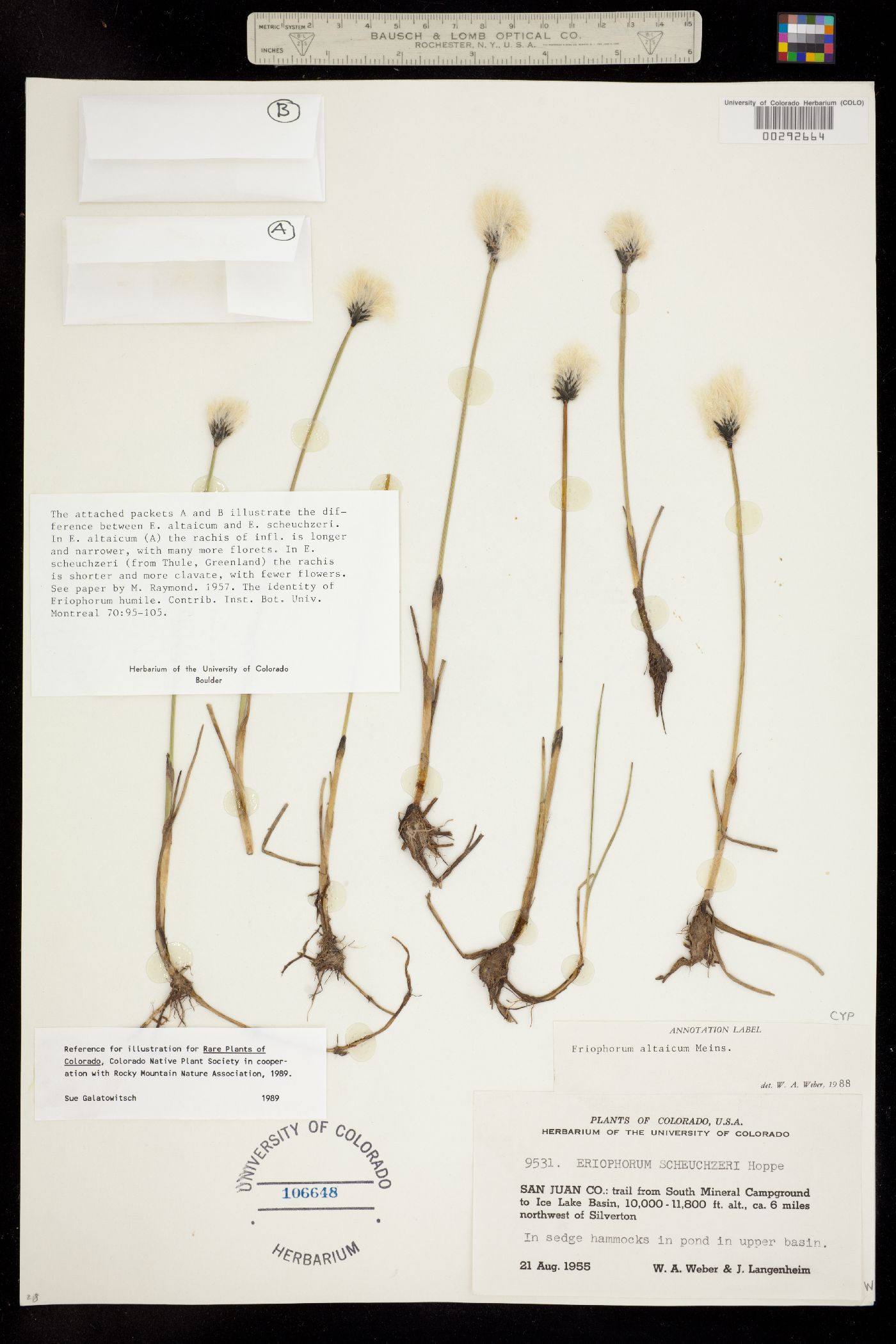 Eriophorum chamissonis image