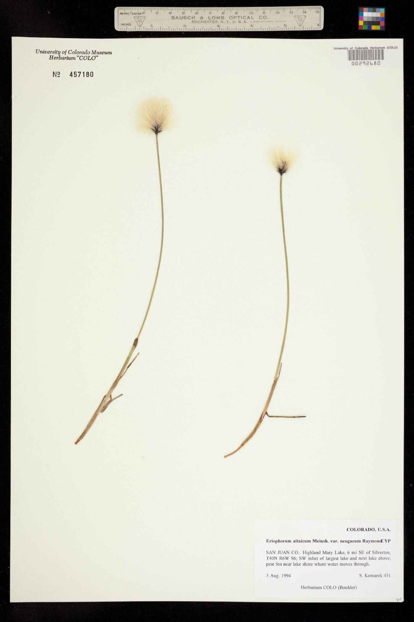 Eriophorum image