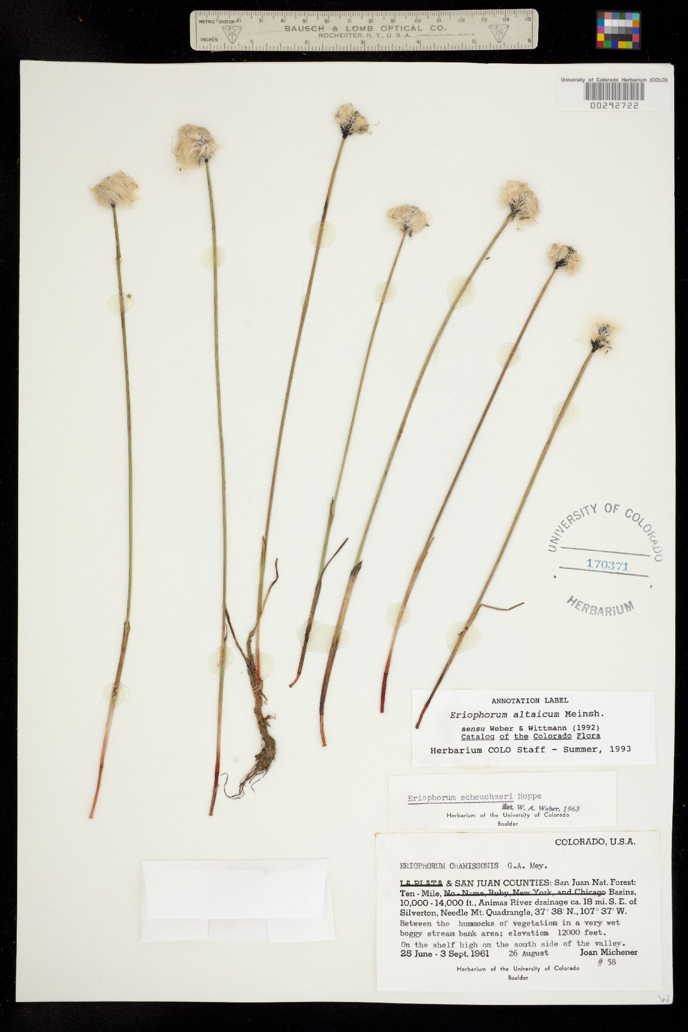 Eriophorum chamissonis image