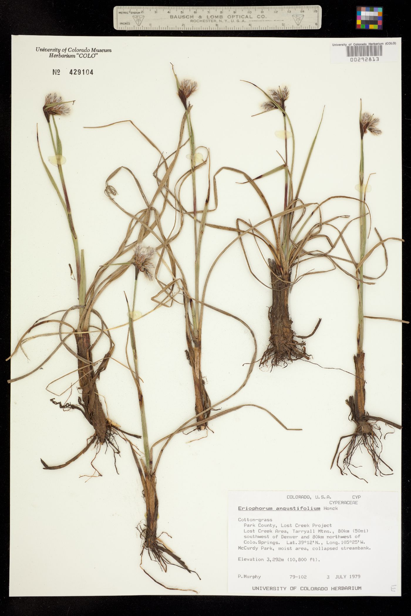 Eriophorum image