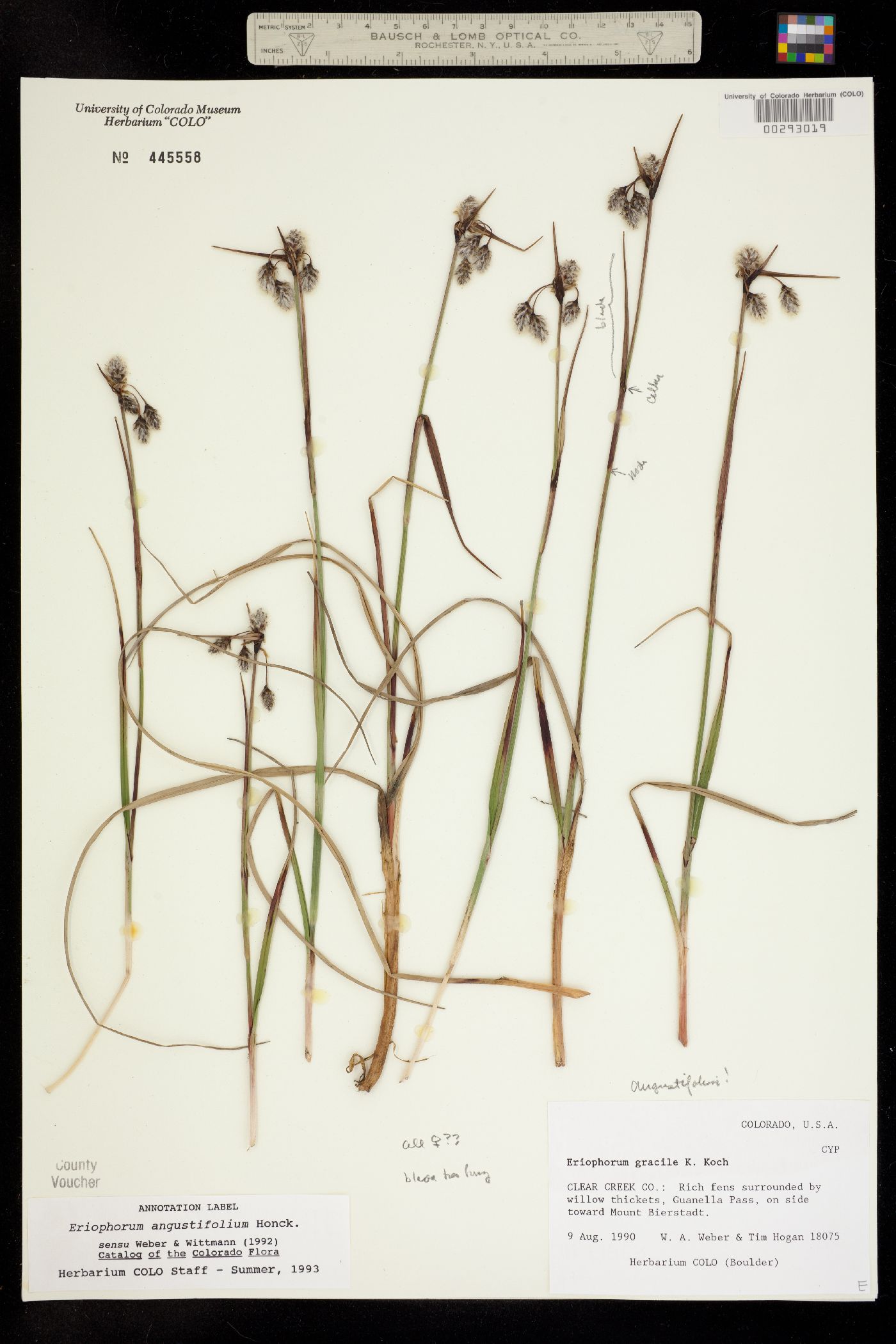 Eriophorum angustifolium image