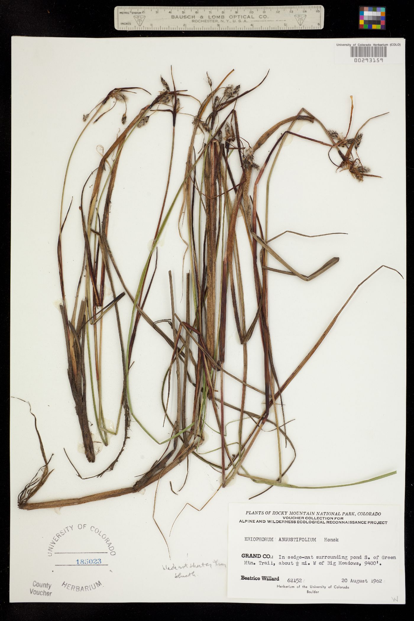 Eriophorum angustifolium image