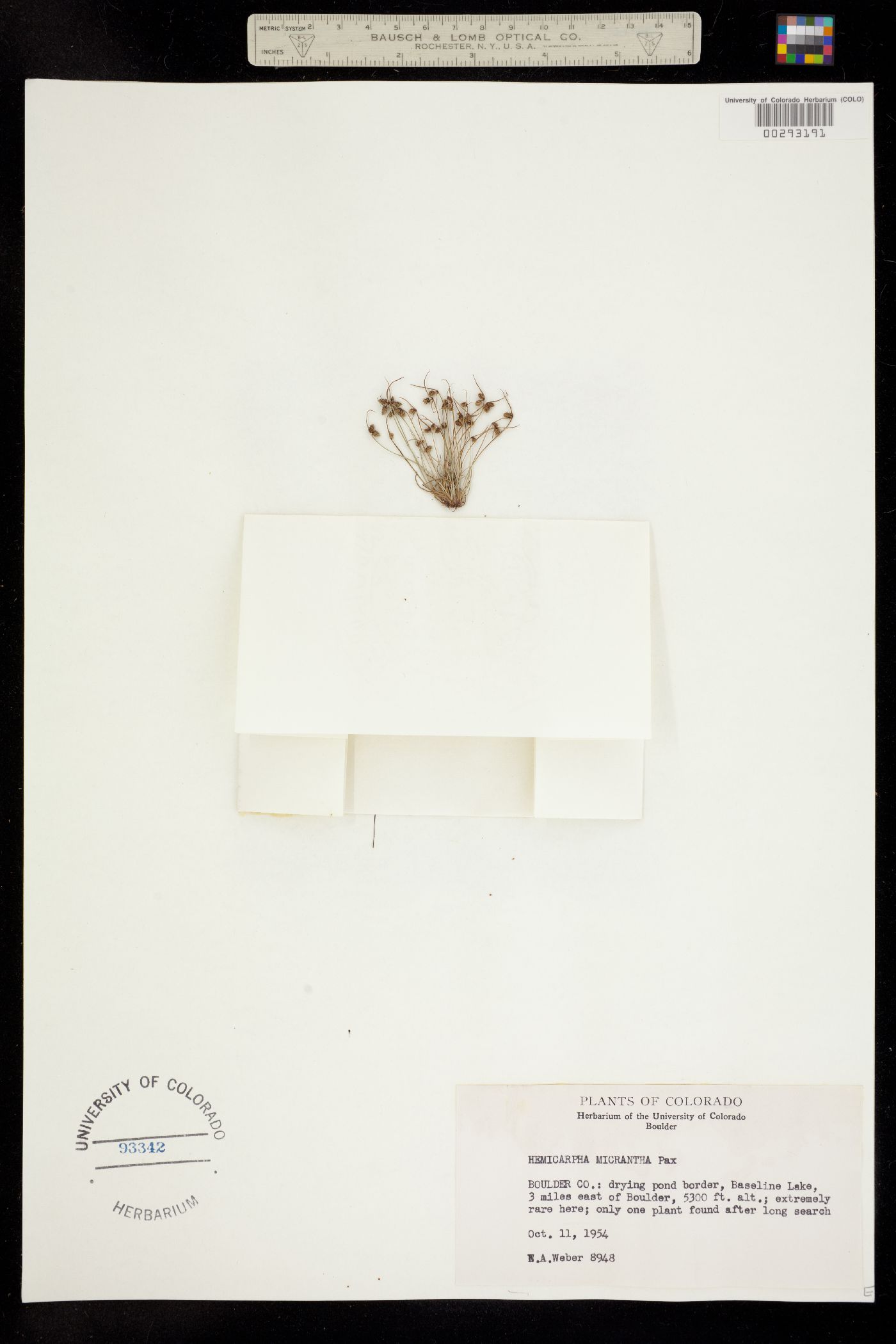 Lipocarpha aristulata image