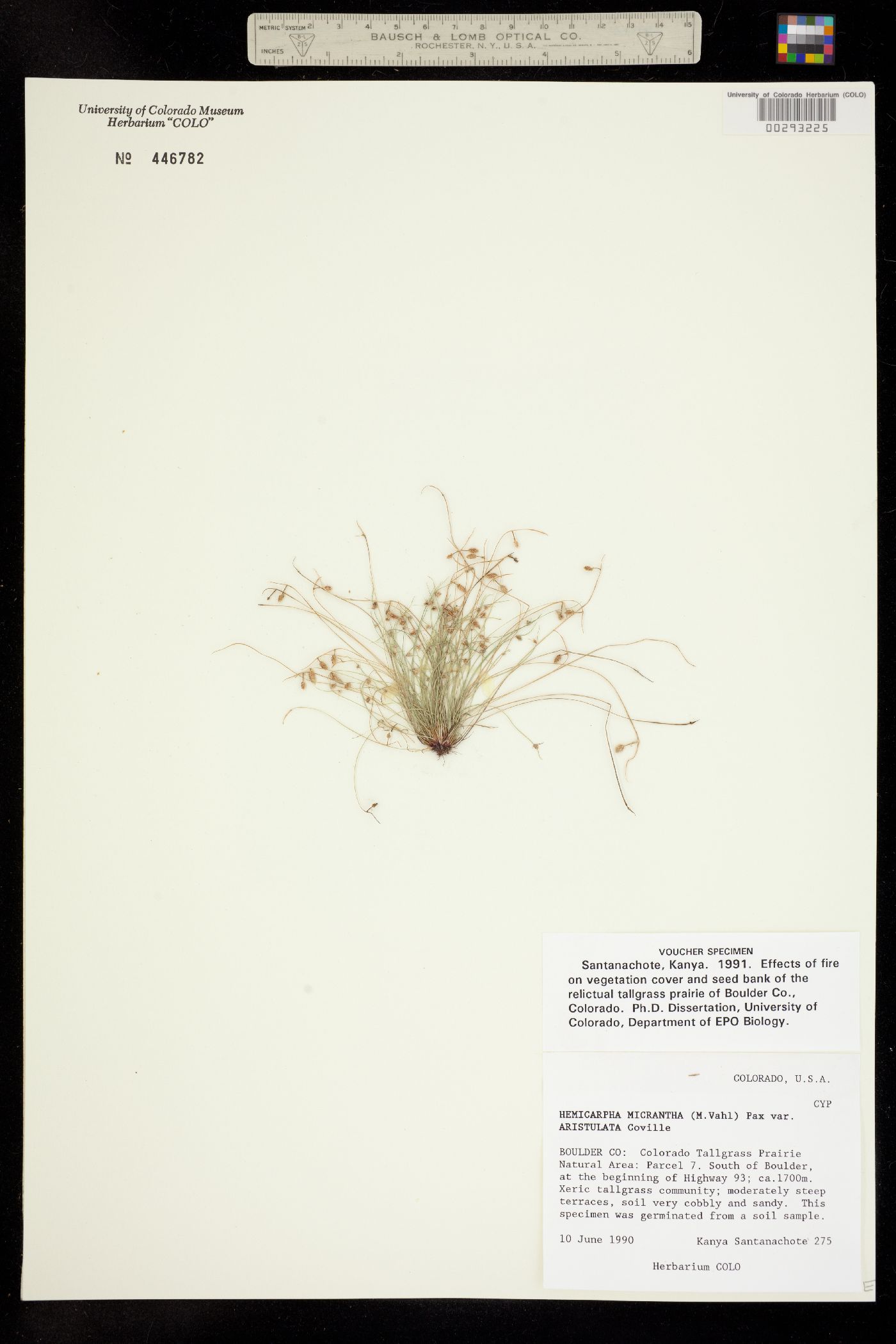 Lipocarpha aristulata image