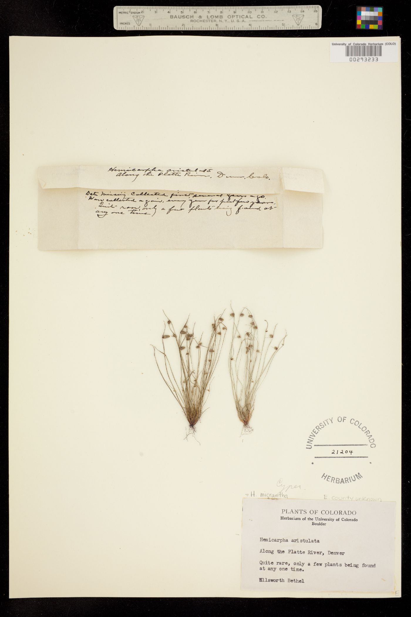 Lipocarpha image