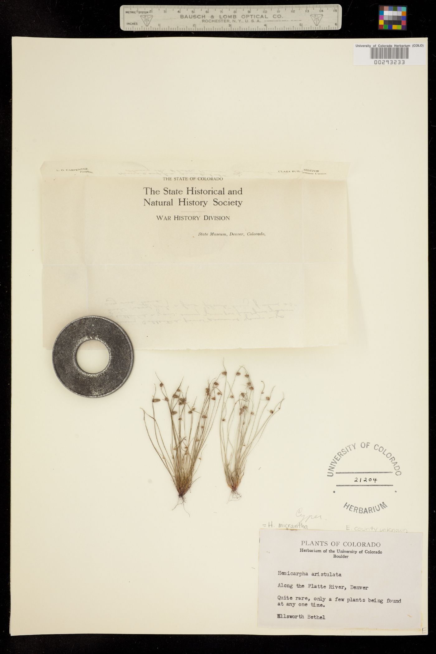Lipocarpha image