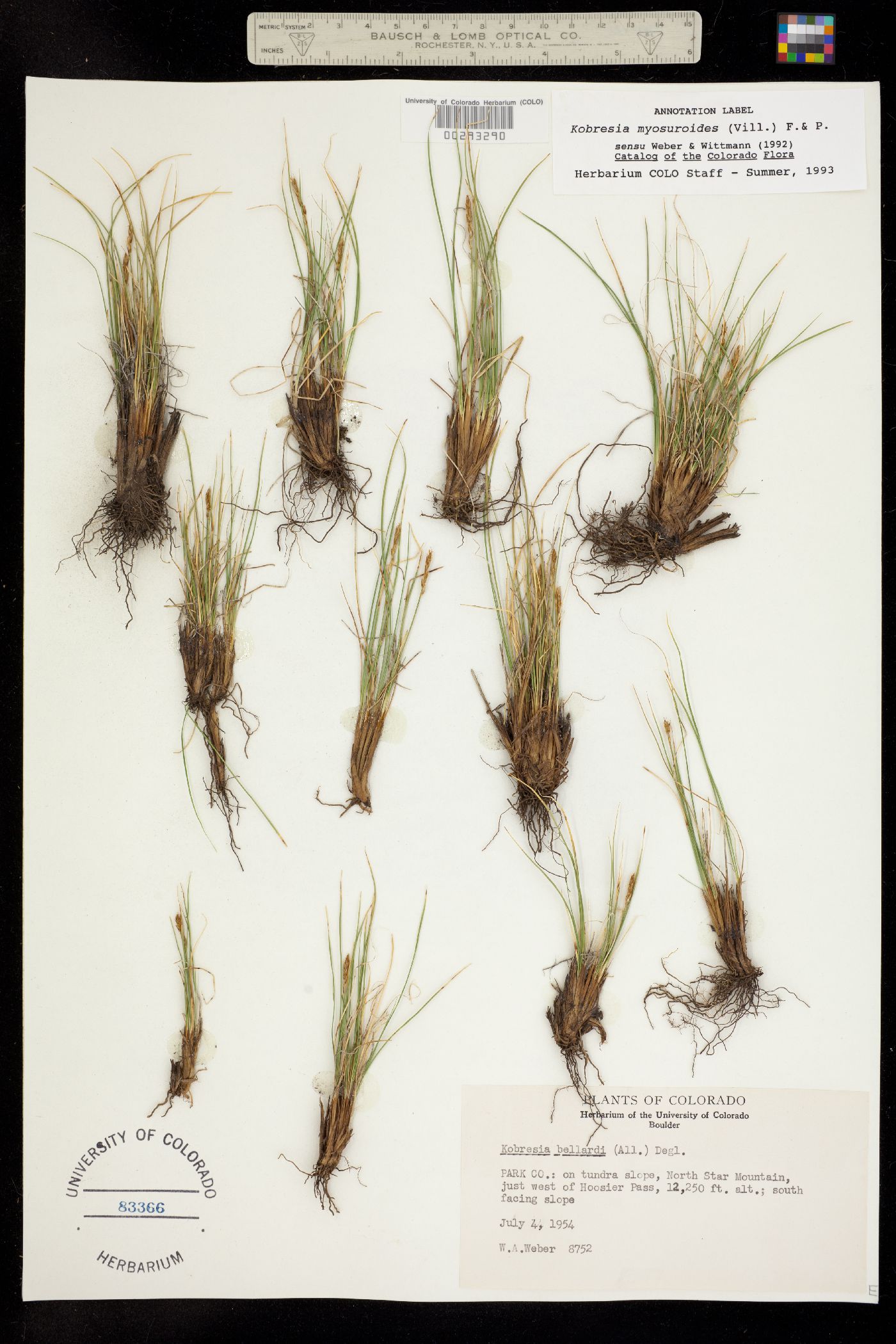 Kobresia myosuroides image