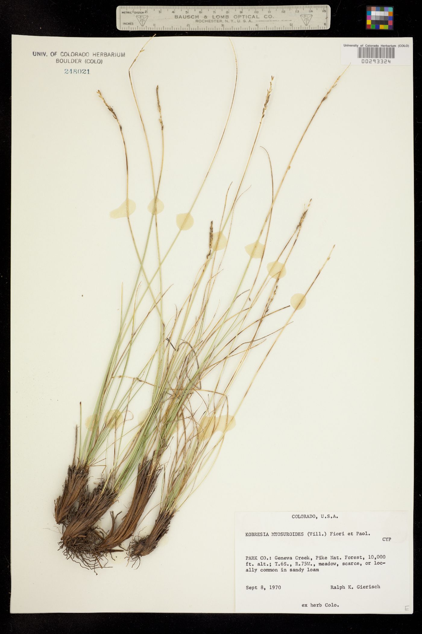 Kobresia myosuroides image