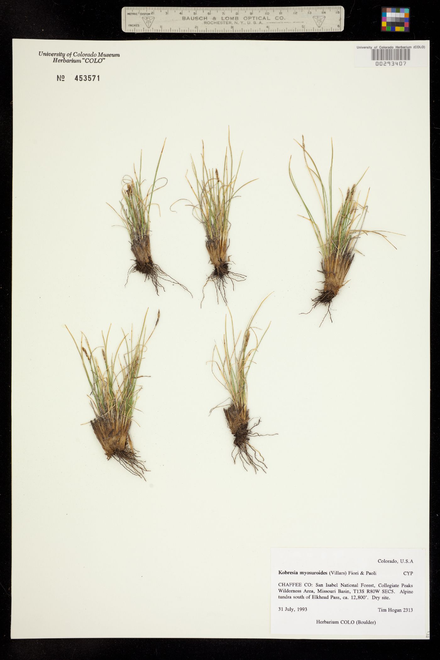 Kobresia image